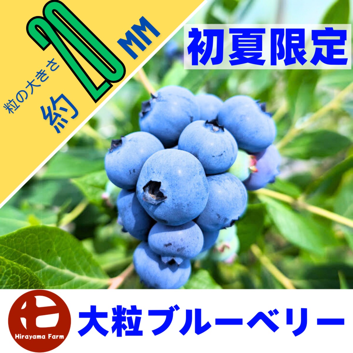 大粒】ブルーベリー(直径約20mm以上)4パック | Hirayama Farm