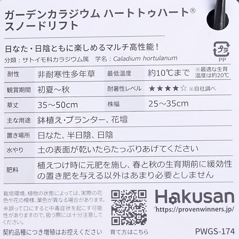 カラジウム　スノードリフト　抜き苗　第４種発送 観葉植物 PW ガーデンカラジウム ハートトゥハート スノードリフト