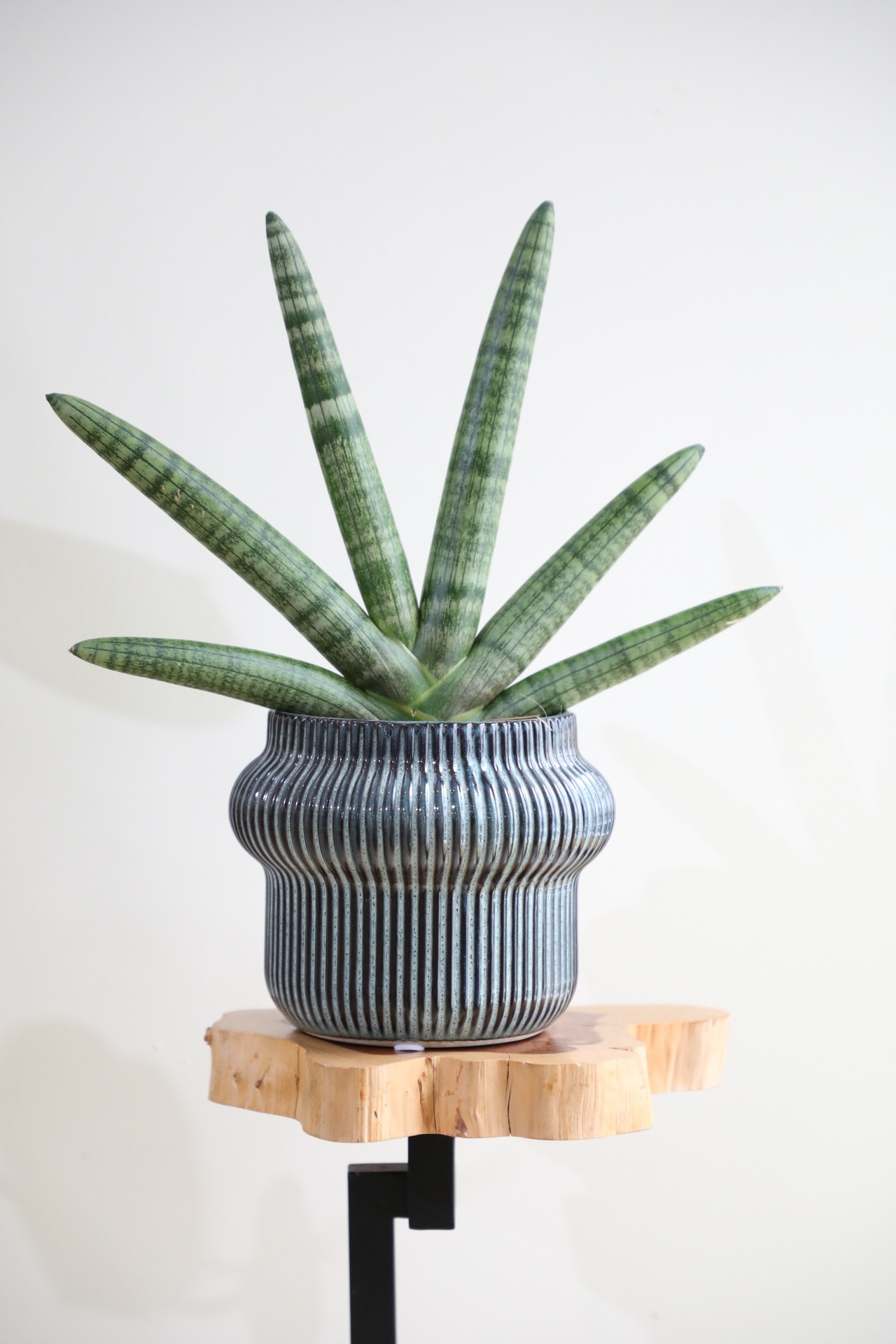 【M】サンスベリア ブラックボンセレンシス/Sanseveria Boncellensis　※陶器鉢カバー付き