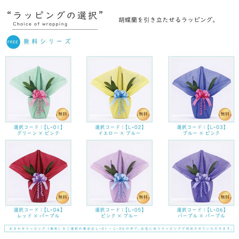 胡蝶蘭 花持ち長い 純国産 大輪3本立ち 33輪～ 【雪華（せっか）白