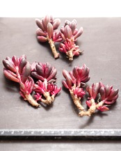 カット苗 フルフラセウム錦（チョコレート錦） 2本セット Sedum furfuraceum f.variegata