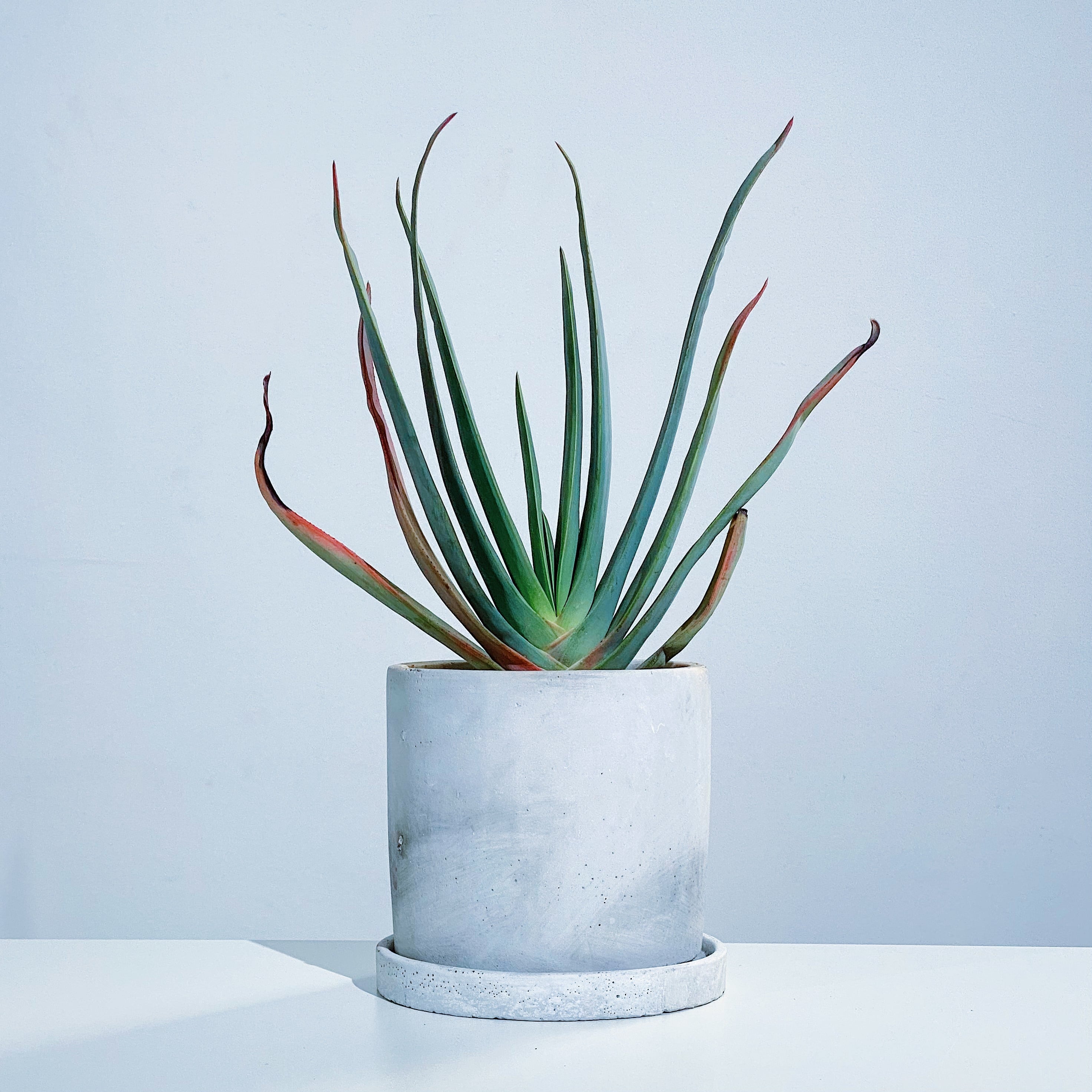 アロエ・プリカティリス Aloe plicatilis | STAND BY GREEN（スタンド 