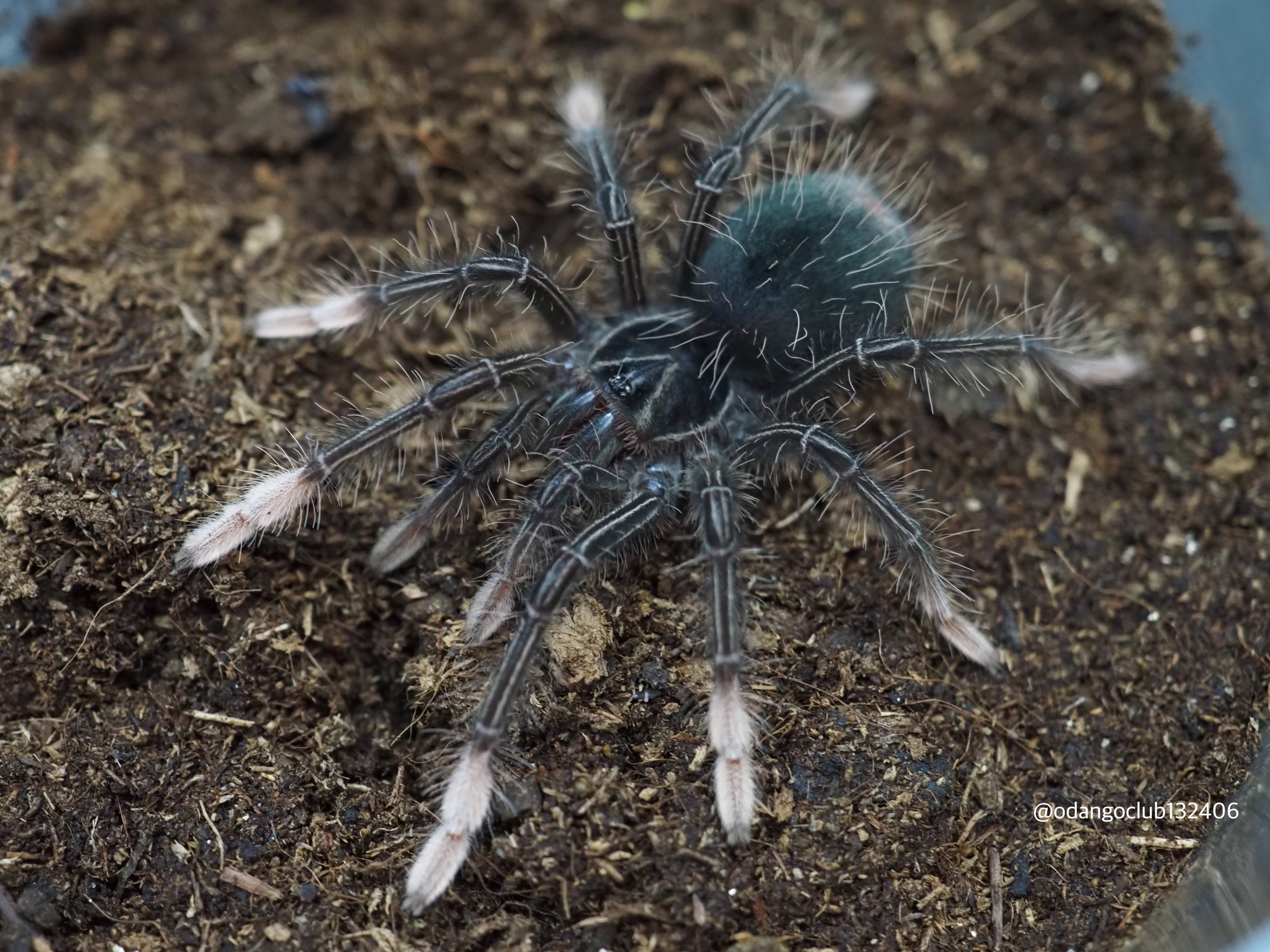 ゴライアスピンクフットバードイーター 1匹 タランチュラ | おだんごくらぶ