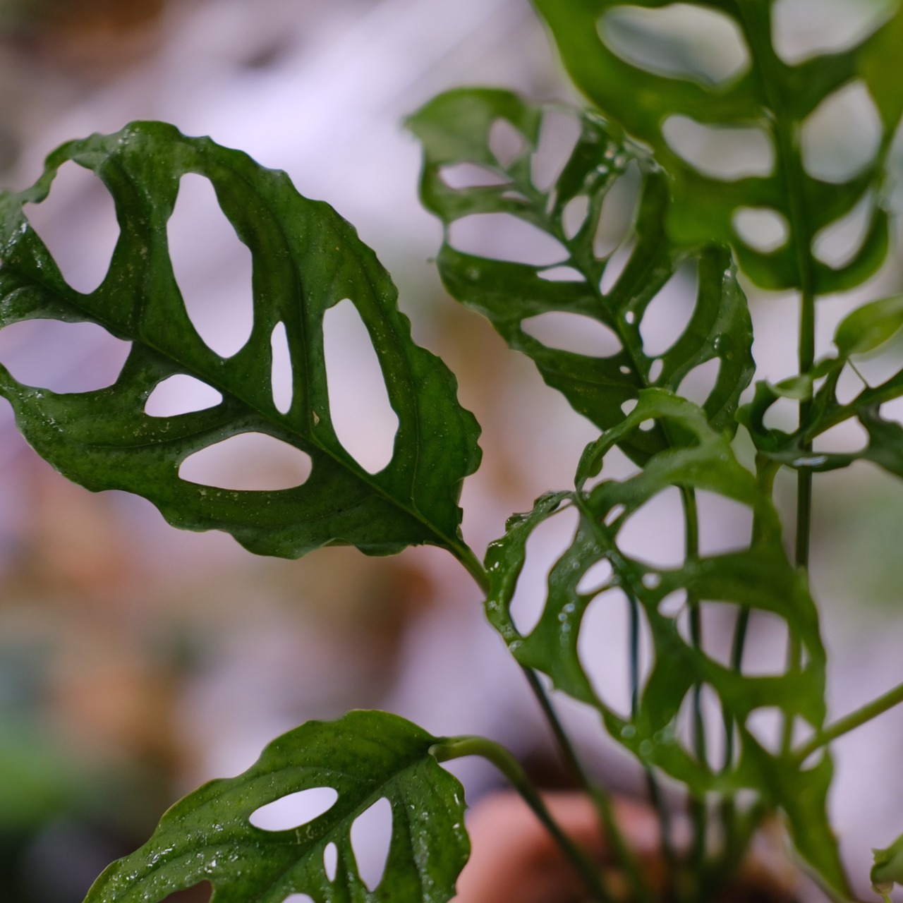 【実生】モンステラ オブリクア ペルー / Monstera Obliqua Peru⑨ / 観葉植物