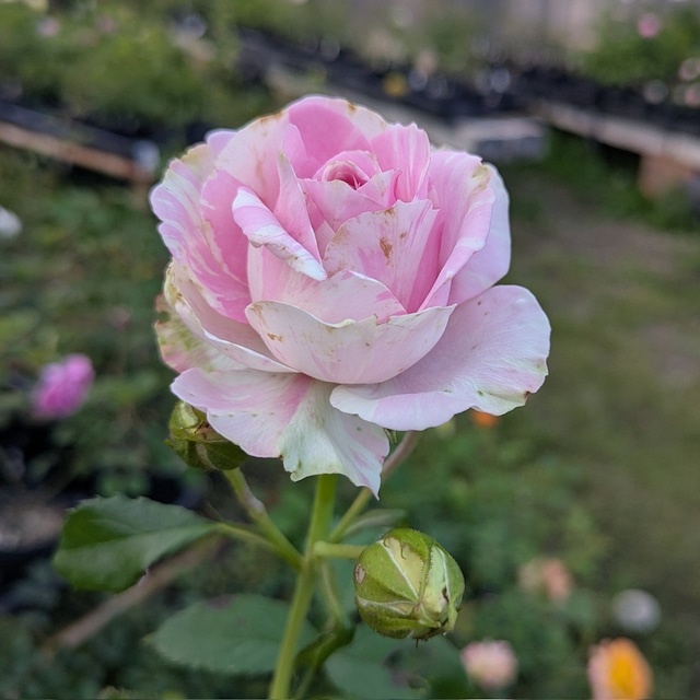 エミリー ウェデイング