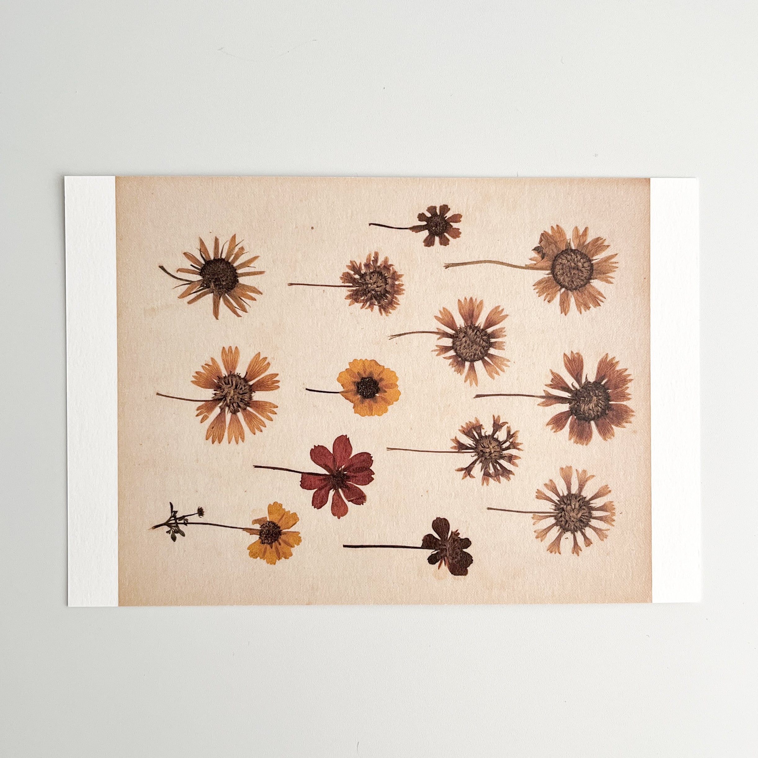 江上茂雄 ポストカード 押花 ＜この場所の風景展＞ | hmm, by 東京都