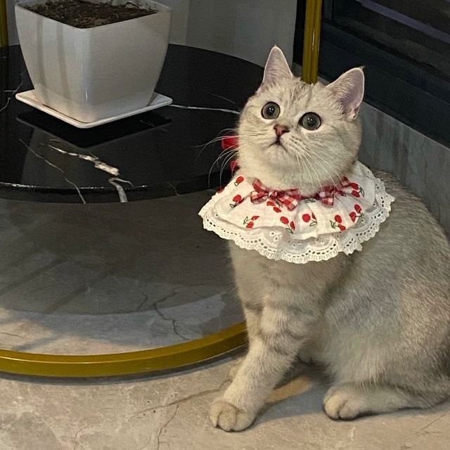 さくらんぼリボンエプロン　猫　すたい　付け襟　猫グッズ　