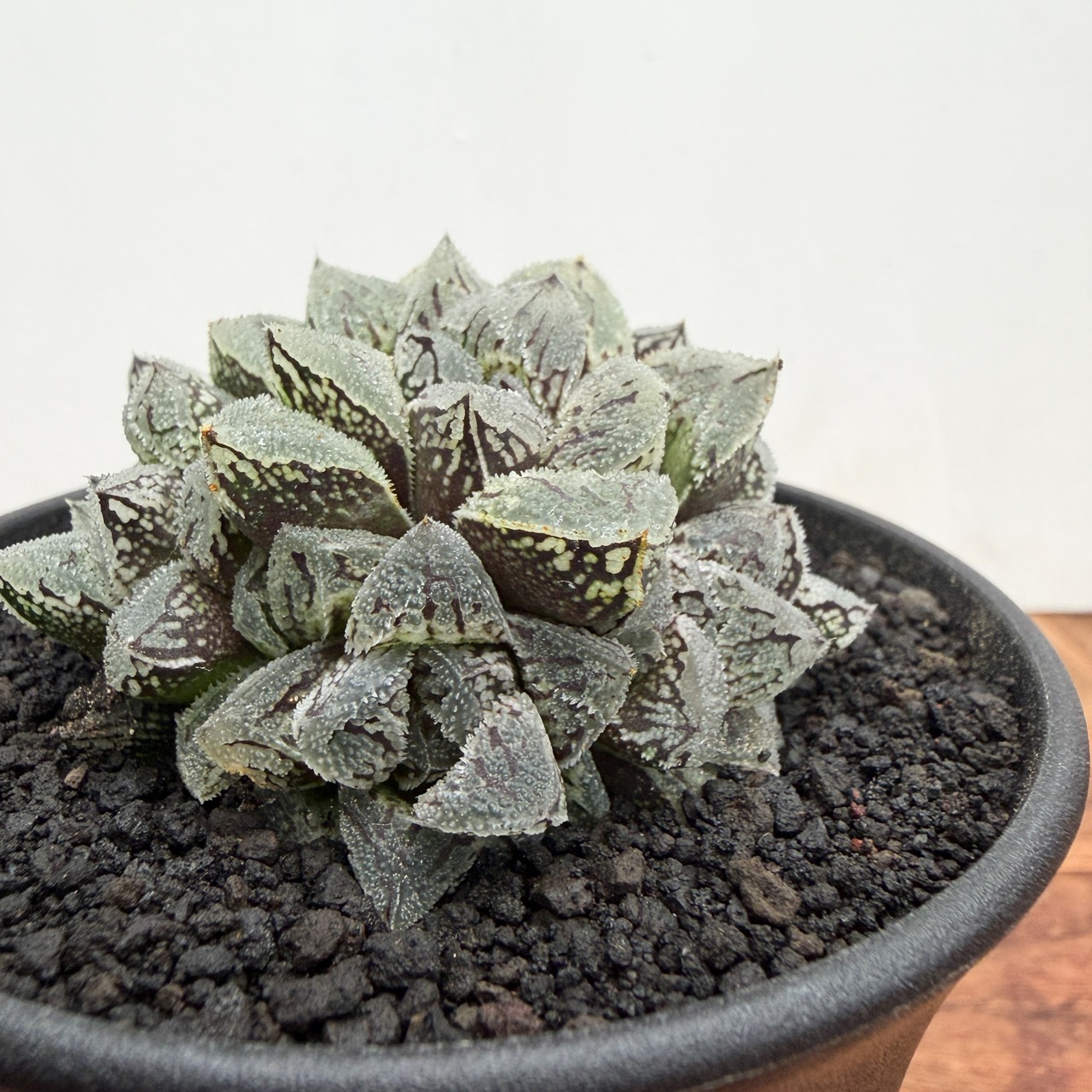 Haworthia ‘Kurozatou’【ハオルチア・黒砂糖】