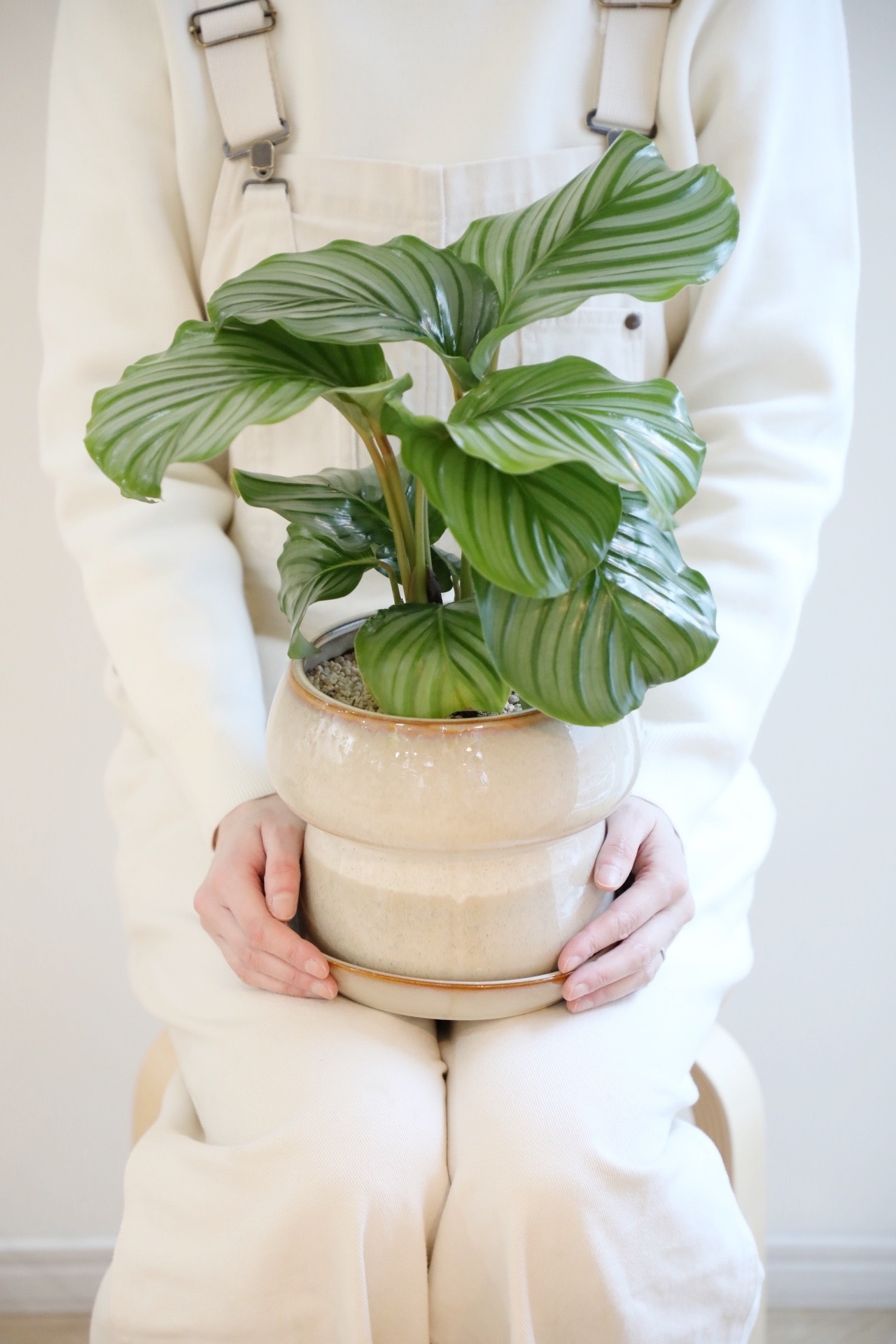 【M】カラテア オルビフォリア/Calathea