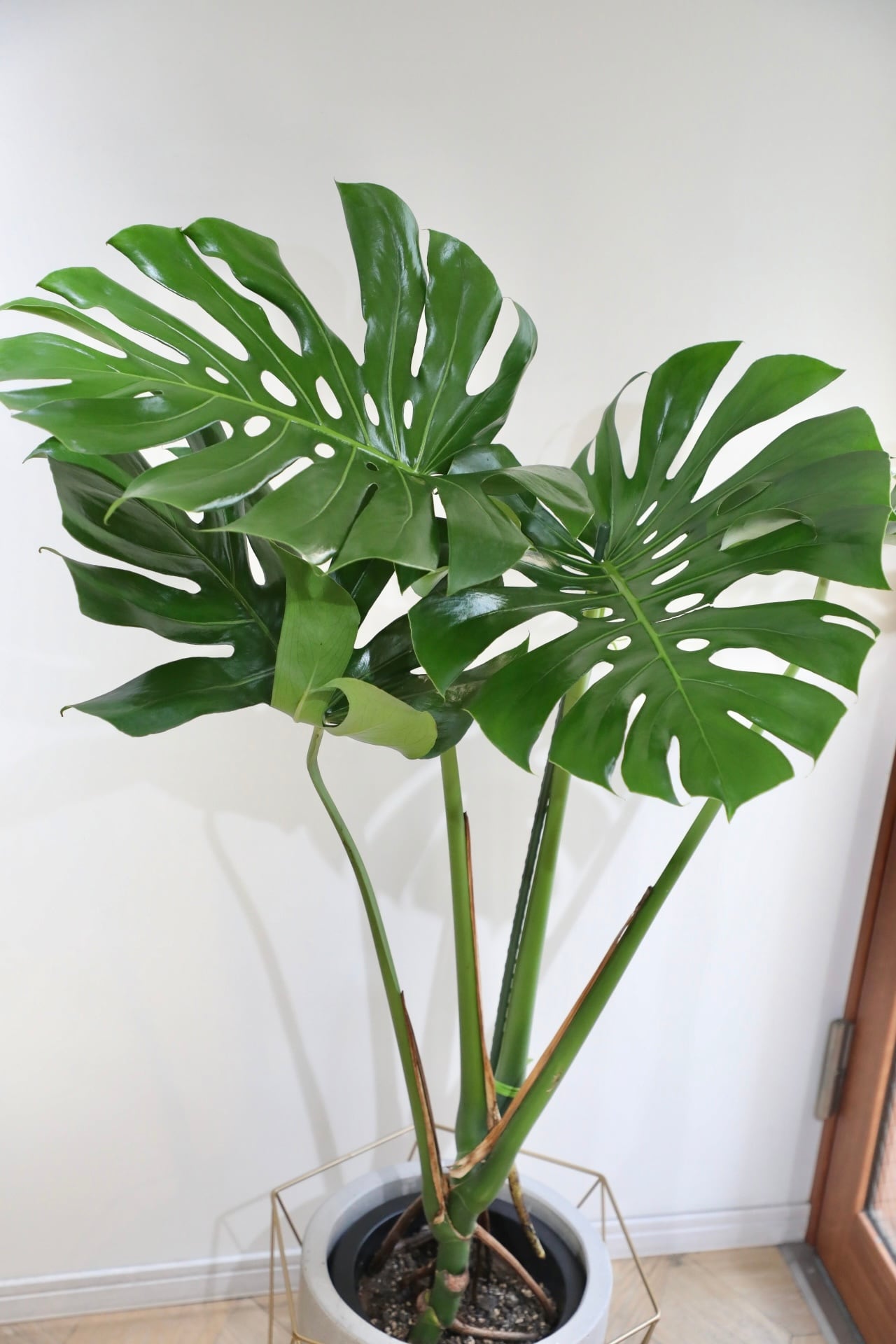 モンステラ お譲り先 決まりました。ありがとうございます。 都内近郊限定配送】【L/136cm】モンステラ アダンソニー/monstera
