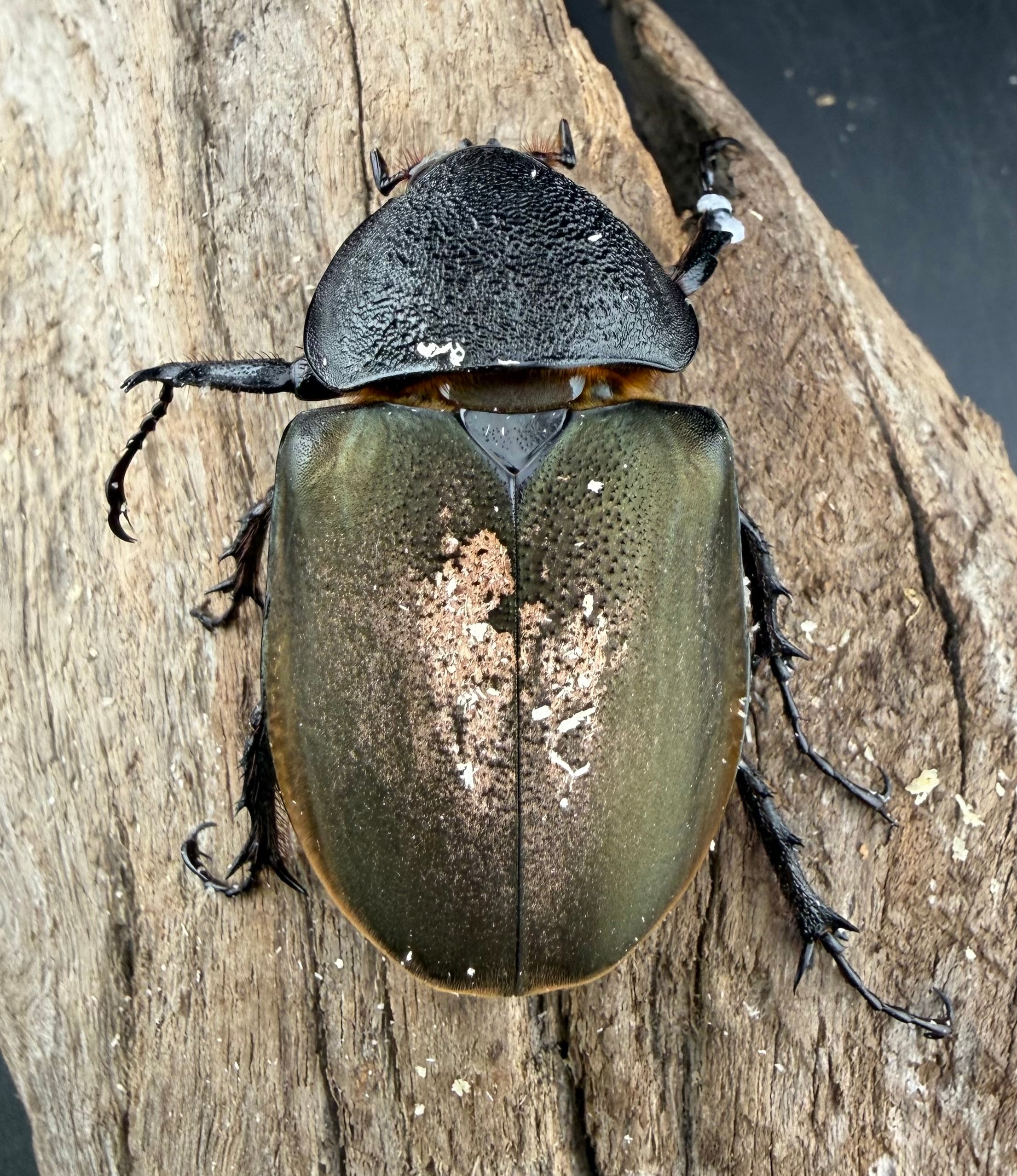 眼形成手術カラーアトラス 第3版 DVDなし カラーアトラス眼底図譜 | 湯澤美都子, 川村昭之, 森隆三郎 |本 | 通販