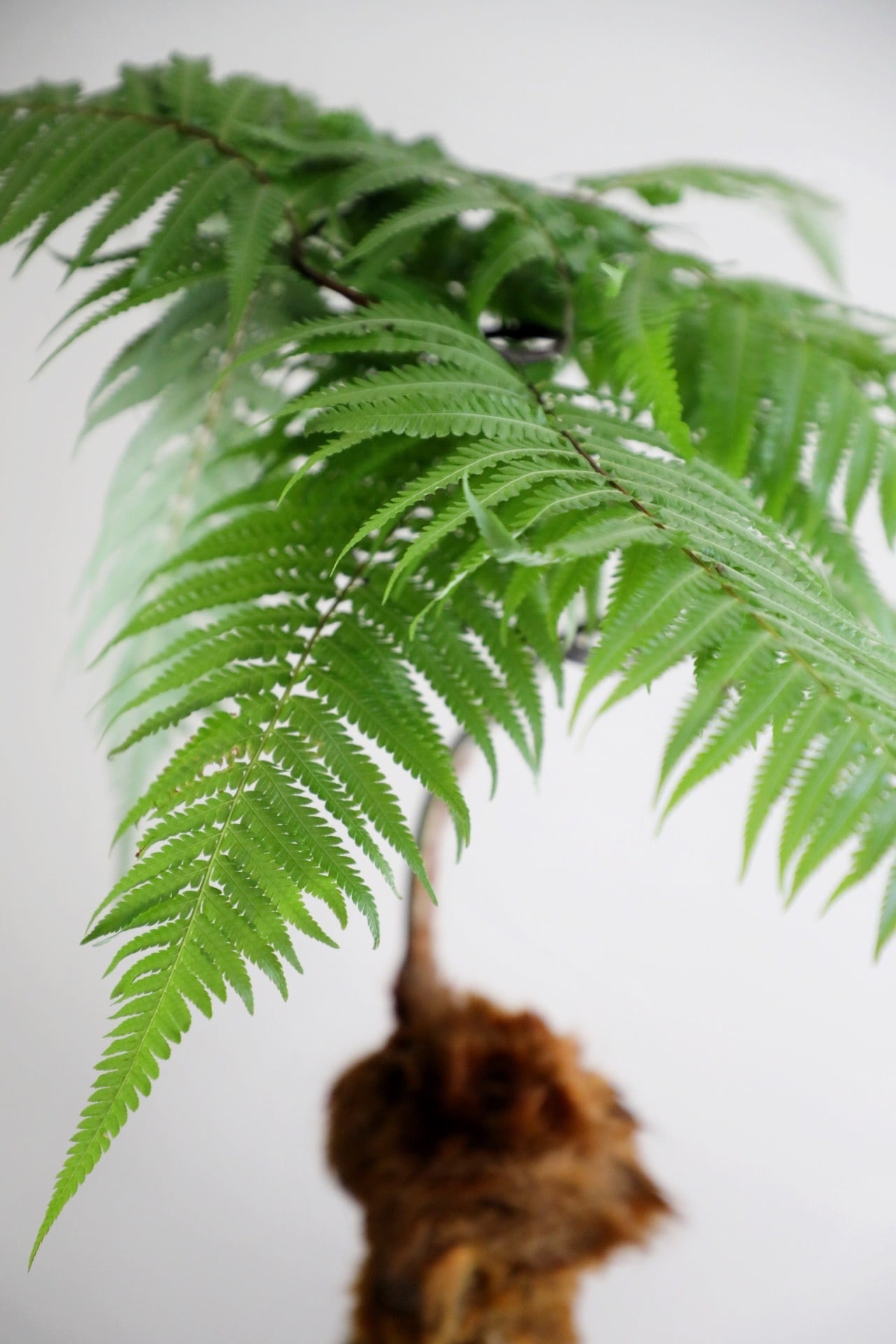 M】金毛狗-キンモウコウ-/Golden chicken fern | 【厳選植物・器