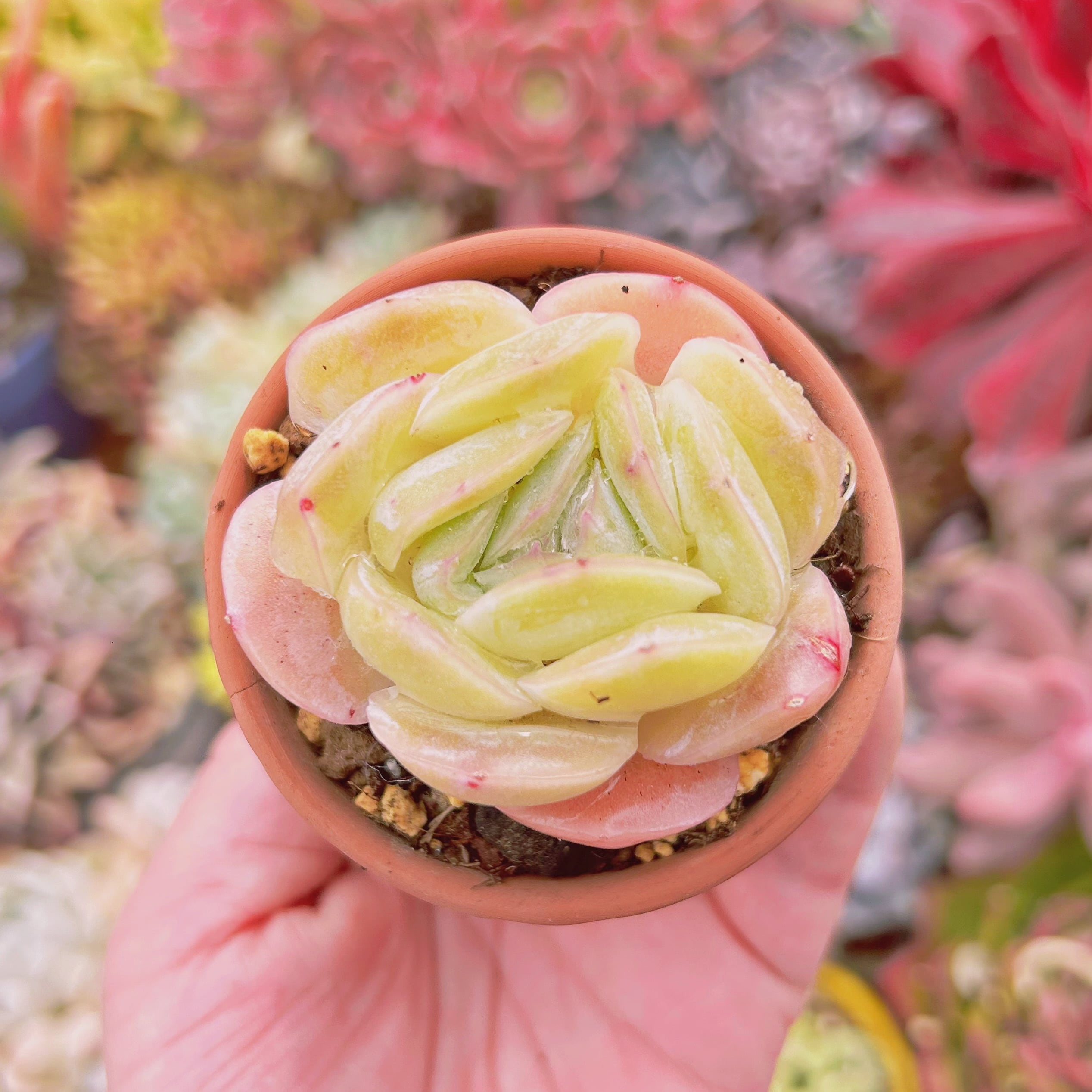 多肉植物　Echeveria 新品種　エビバター　