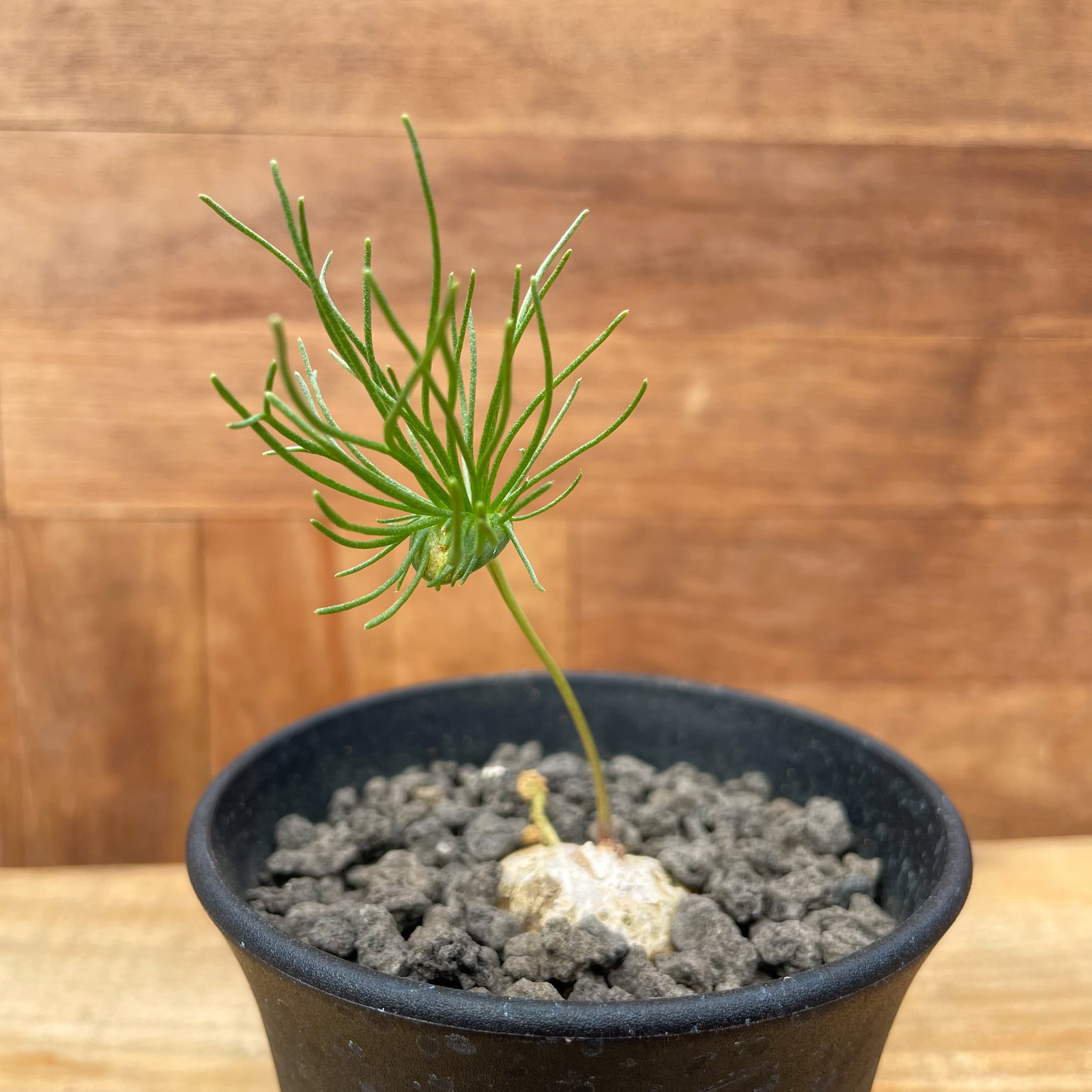 エリオスペルマム アフィルム ケープバルブ苗 エリオスペルマム ア