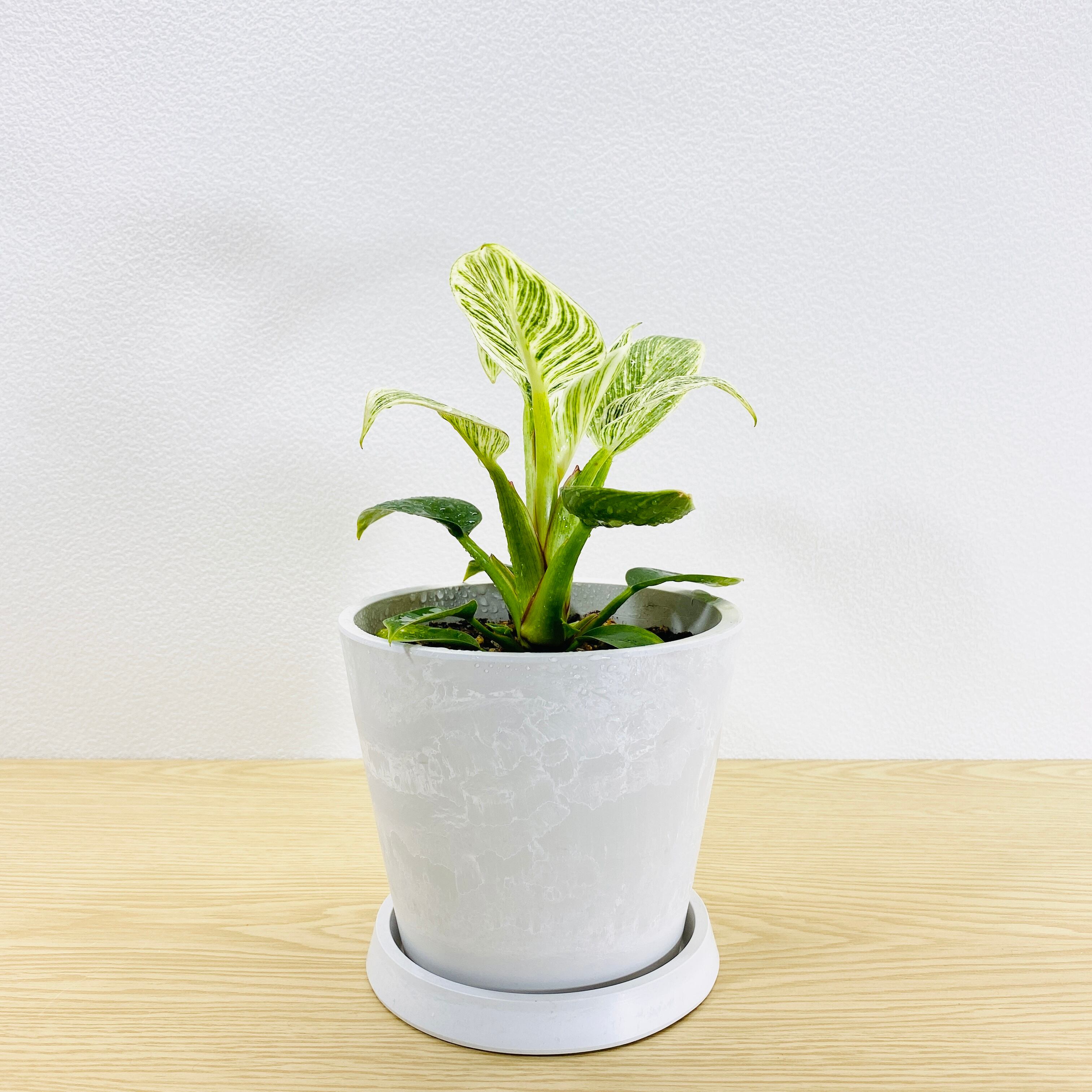 フィロデンドロン　バーキン　[観葉植物]　高級感漂う植物です！