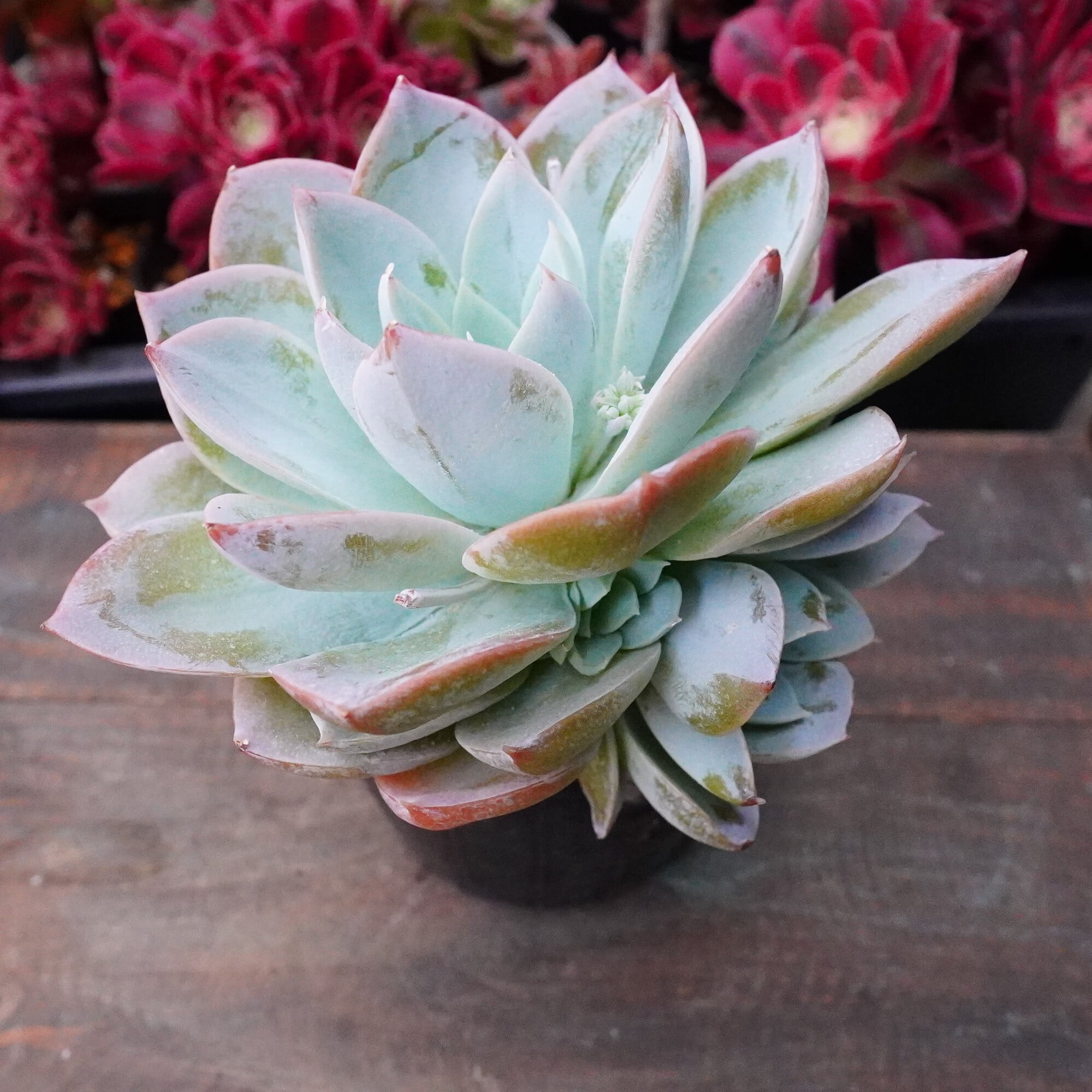 多肉植物 エケベリア アエオニウム 韓国 セダム 公式 赤富士錦9個 Z078