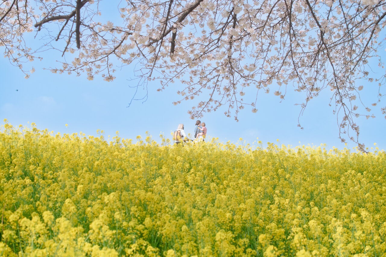 熊谷桜堤　満開の桜ポストカードセット（５枚入り）