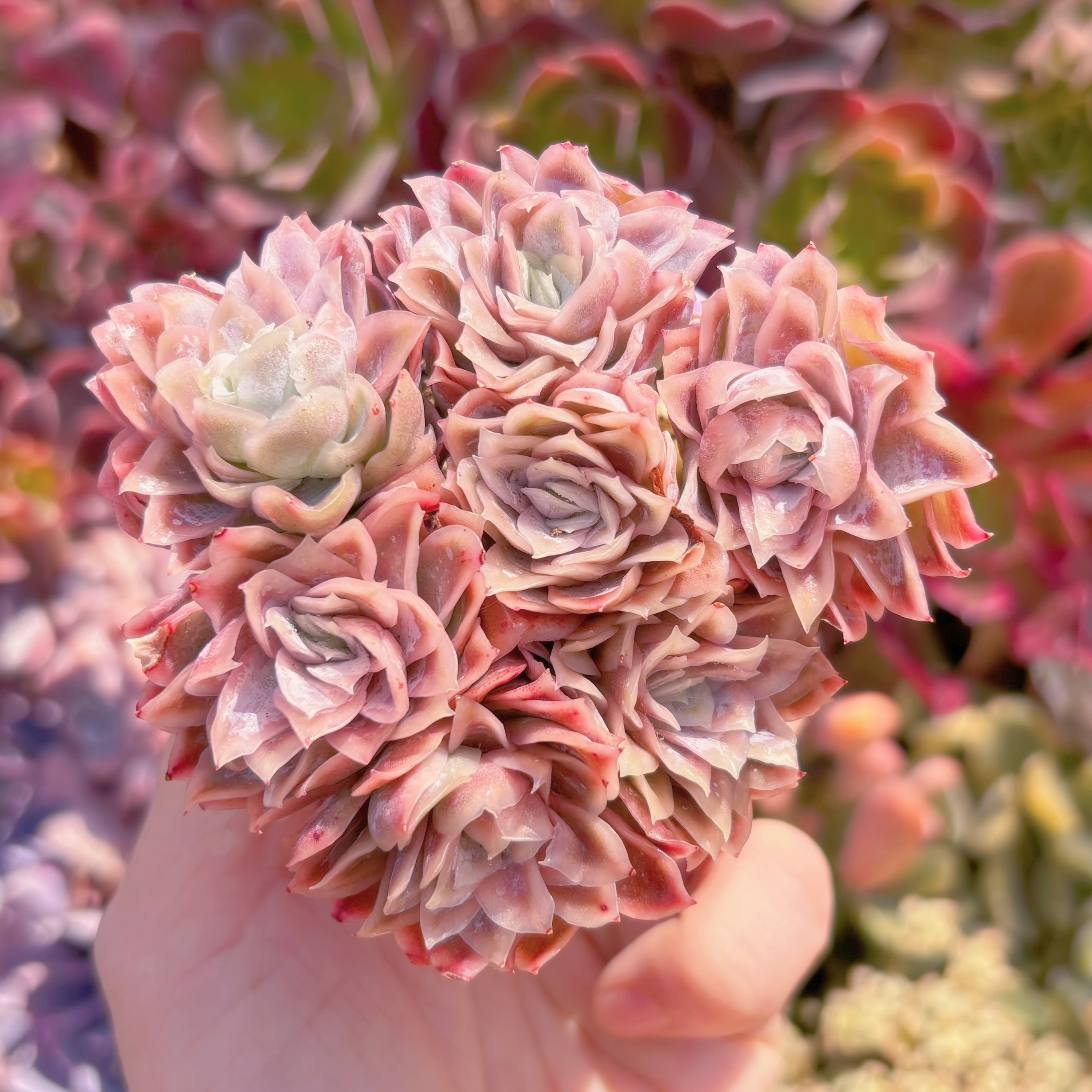 多肉植物　クィーンローズ覆輪錦　群生　新入荷　るる農園