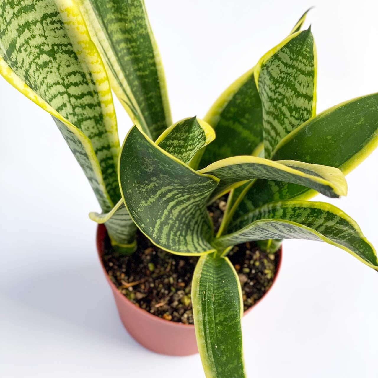 サンスベリア 4号 Inakougei イナコウゲイ 観葉植物 鉢 多肉 猫用品