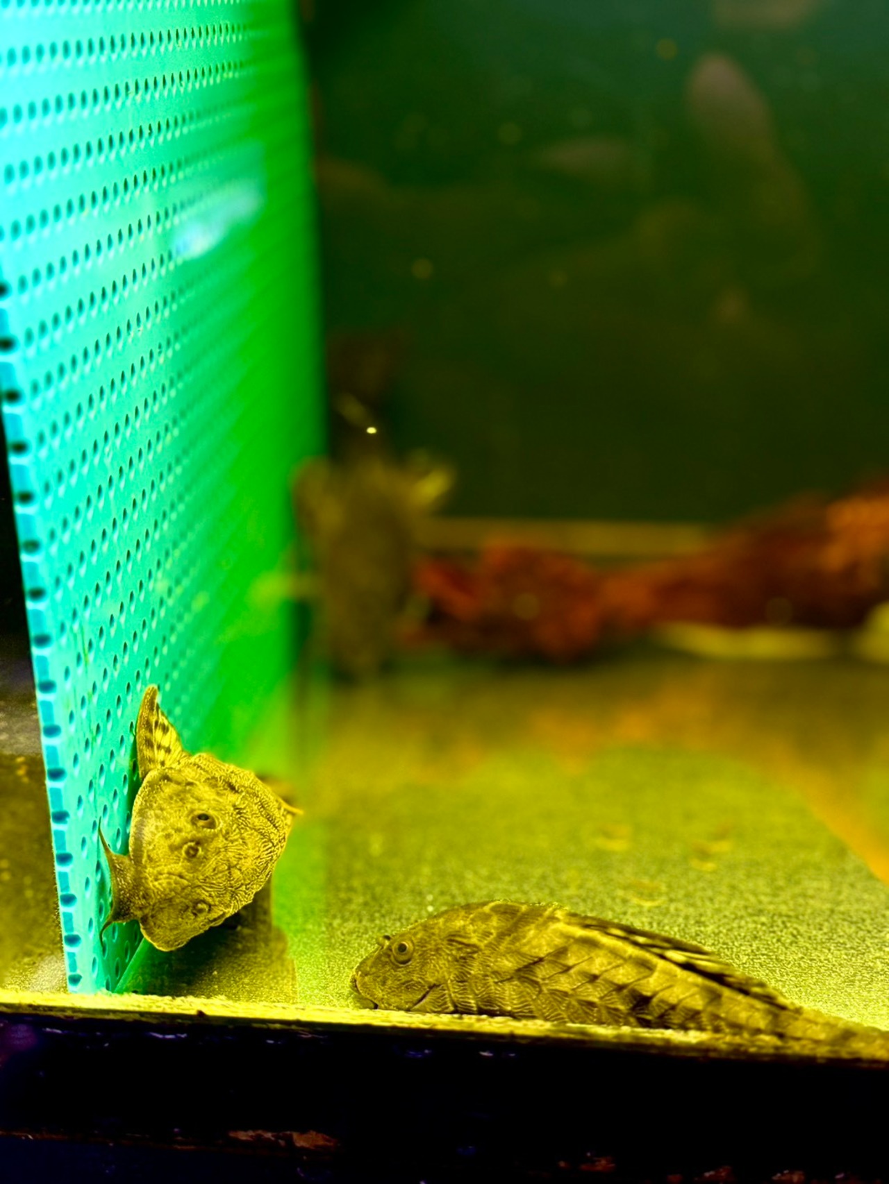 オレンジフィンブラックアーマードプレコ - 1