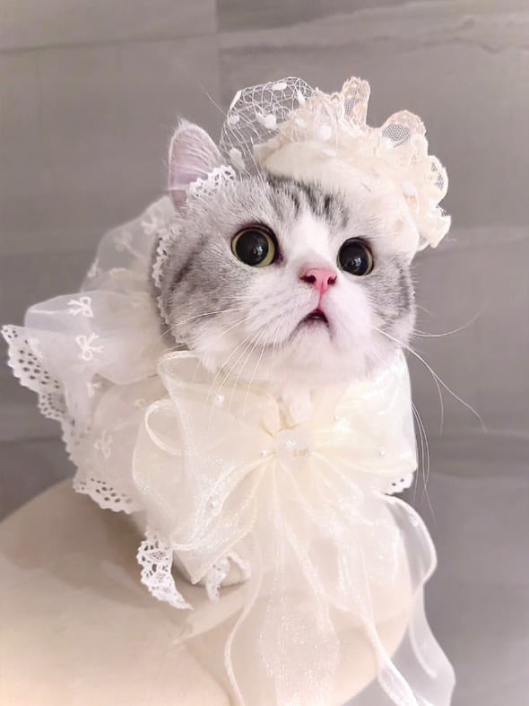 ロイヤル・トーク帽 オフホワイト | misacrown