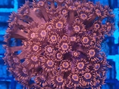 SelectionBaliShip Goniopora FromMakassar Red