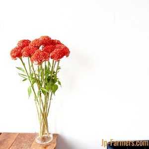 最高峰！！越後かがやき農協オリジナル品種　ケイトウ ：オレンジビューティー　10本