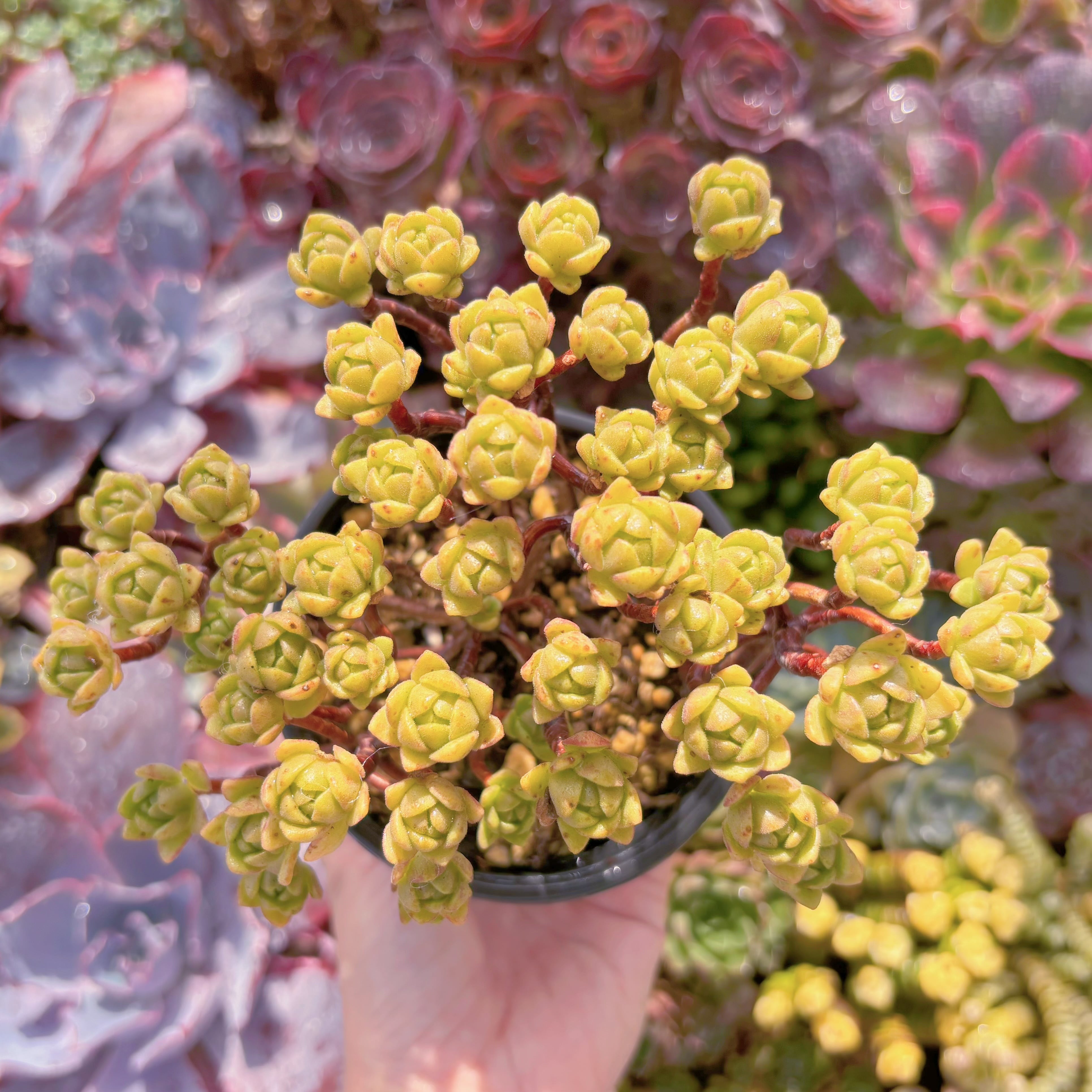 現品　little fox#F065　群生　るる農園