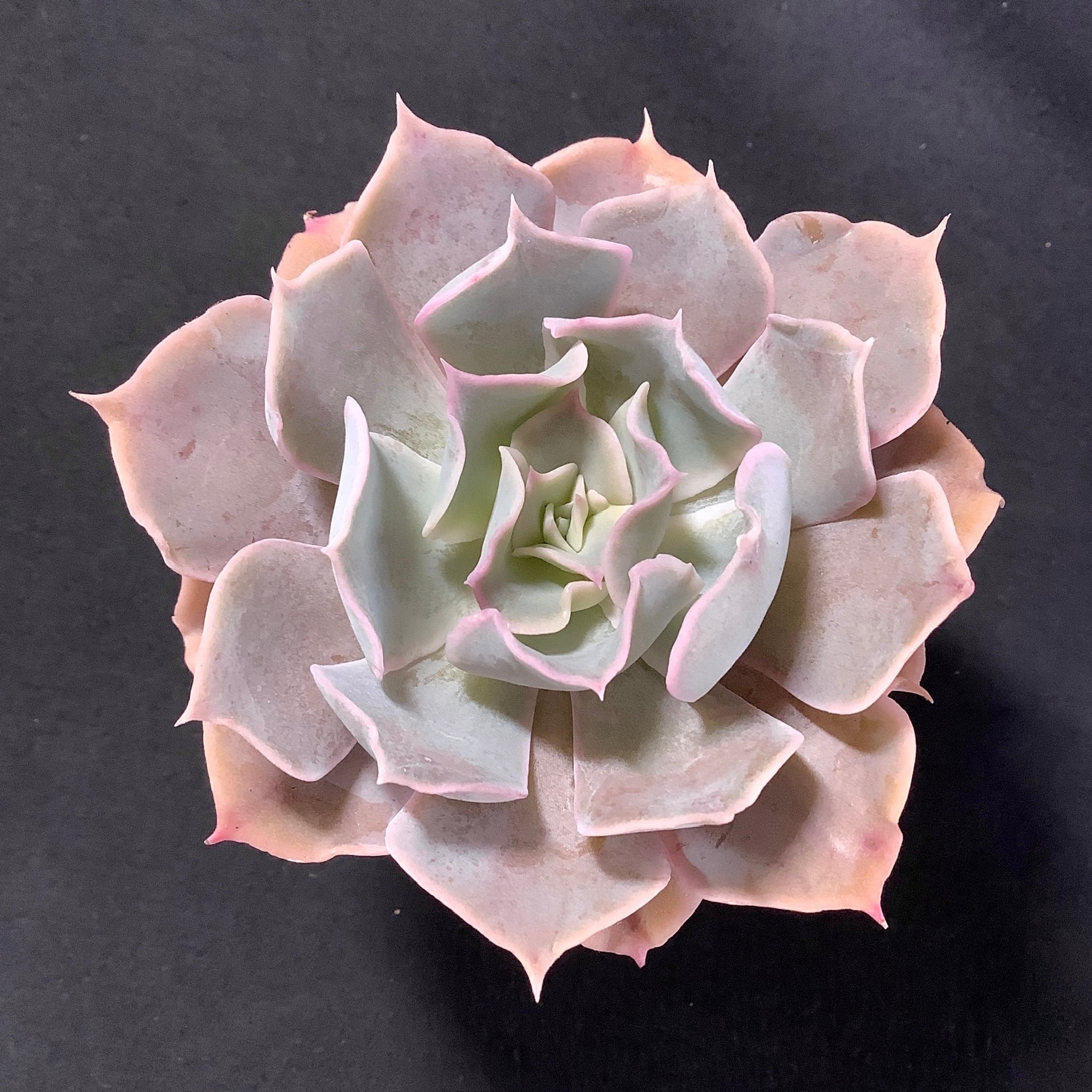 大特価✨厳選苗✨✨札付き❤️多肉アン✨ 多肉アン (@tantantaniku0106) • Instagram photos and videos