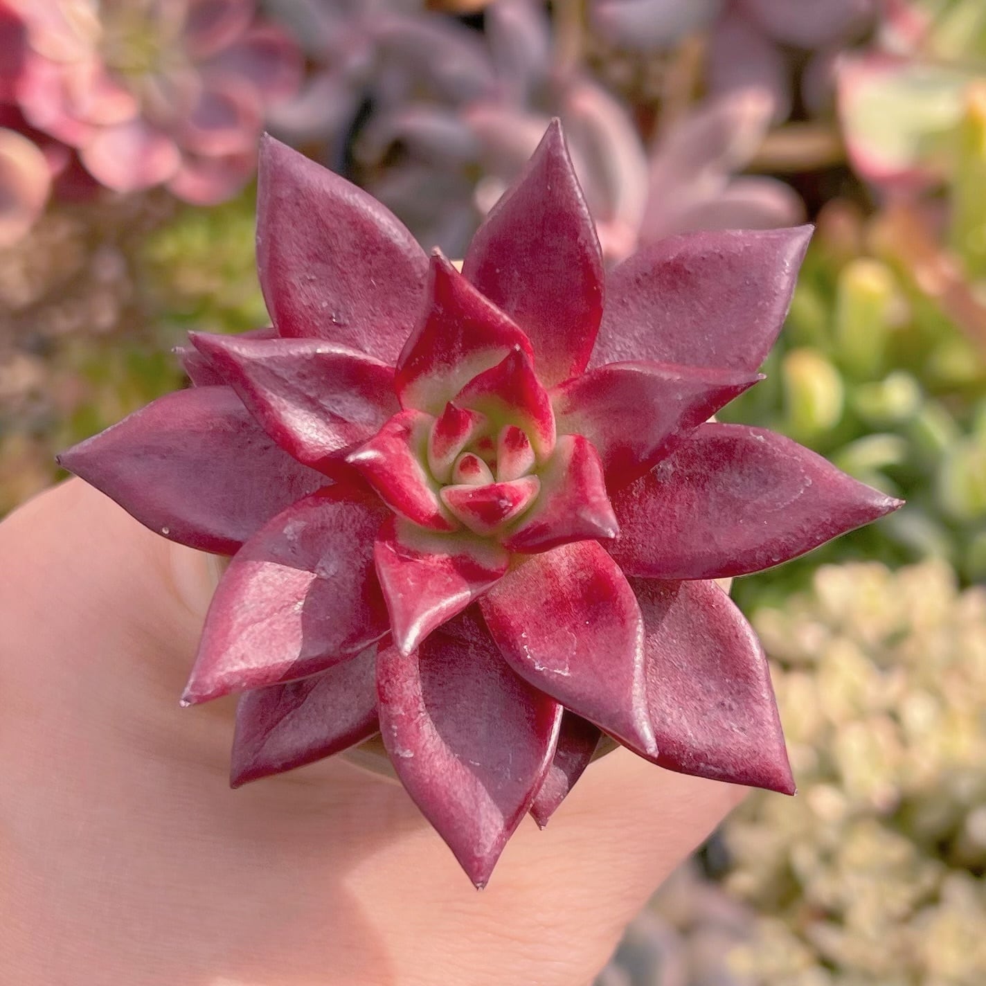 ロメオ ルビン ＊ エケベリア 多肉植物 【公式通販】