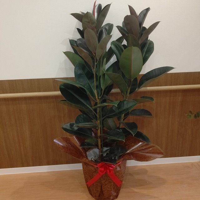 観葉植物ｍサイズ 鉢 ベーシック 税込9900円 ジャンクリモール