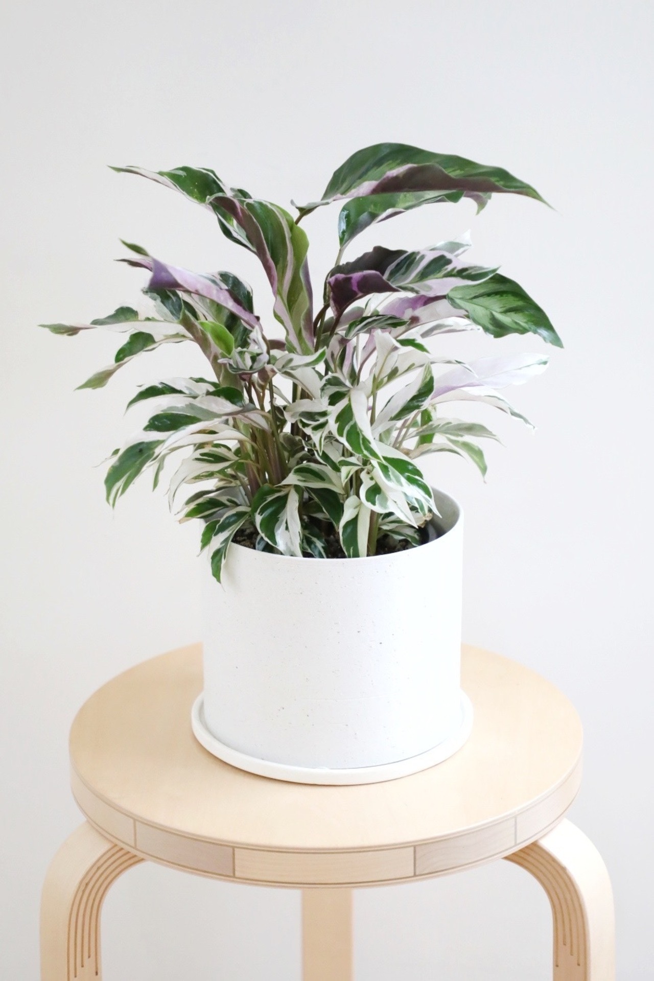 【M】カラテア ホワイトフュージョン/Calathea White Fusion