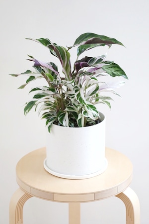 【M】カラテア ホワイトフュージョン/Calathea White Fusion