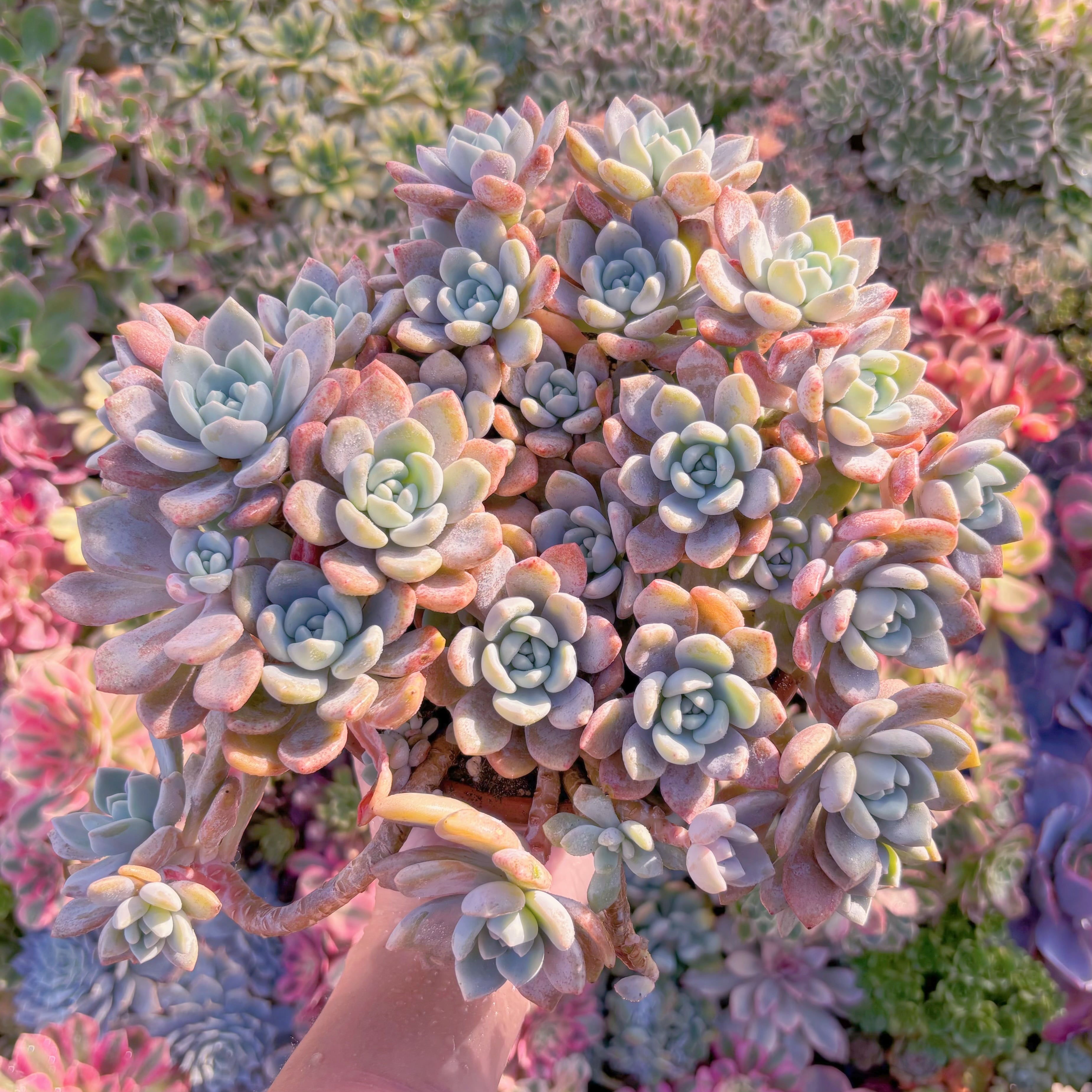 現品　ラウルx洛神#B12　在庫僅少　特特大群生　新入荷　るる農園