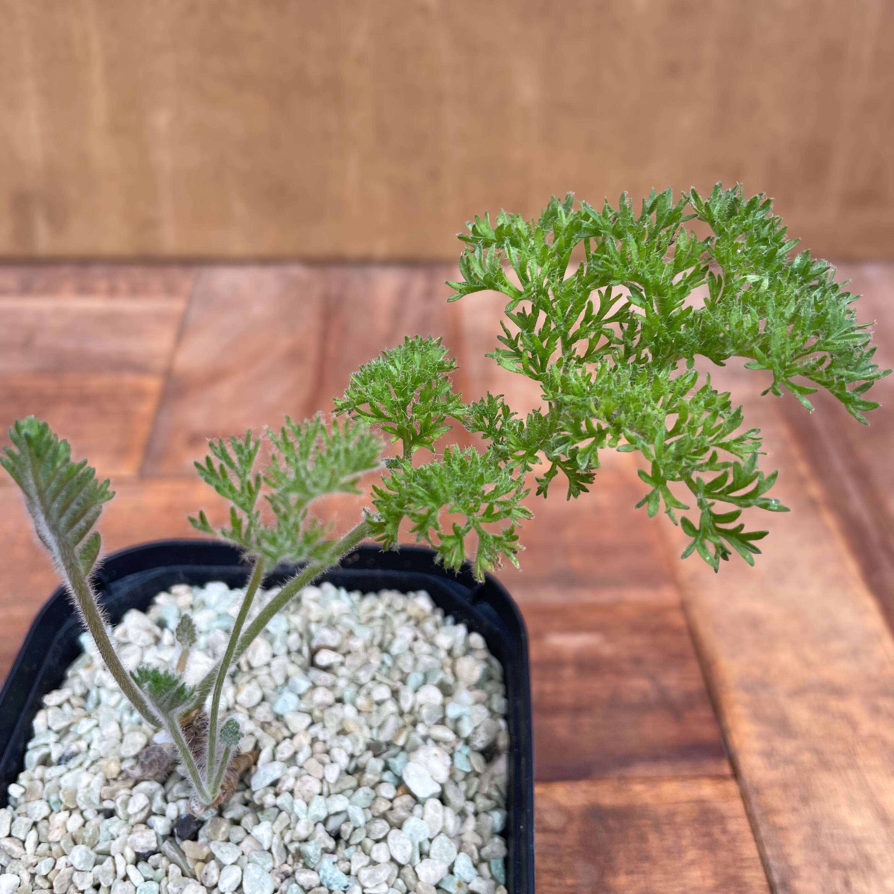 No.505 ペラルゴニウム トリステ Pelargonium triste 多肉植物 冬型