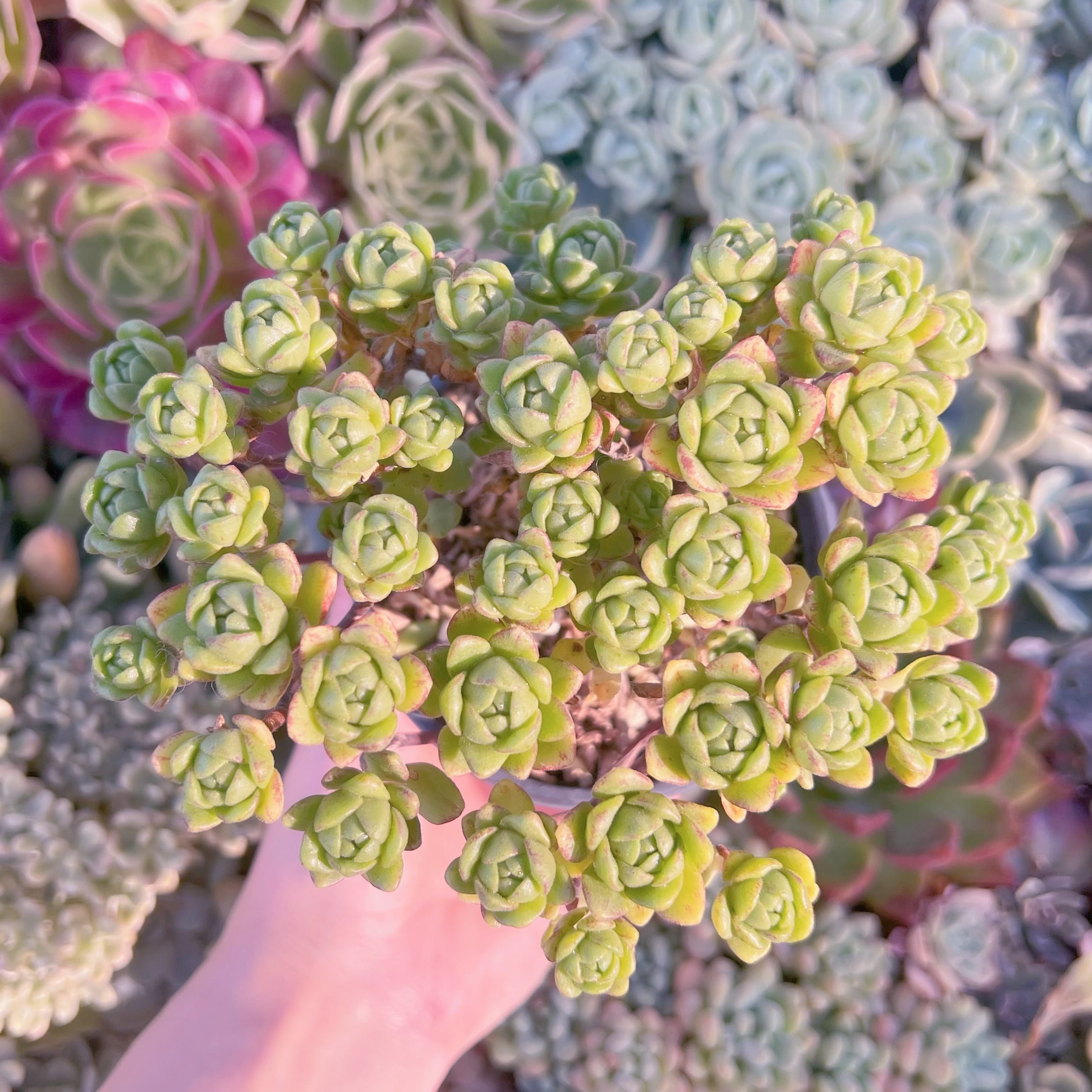 現品　little fox#A72　群生　るる農園