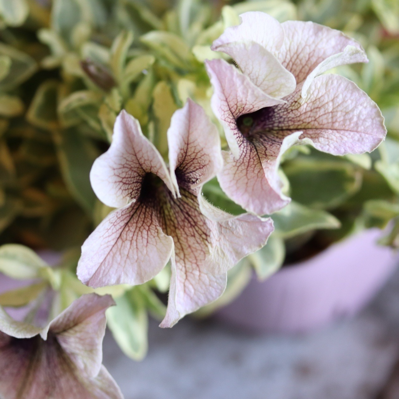 インカのペチュニア　ミルクティバリエガータ　斑入りペチュニア　