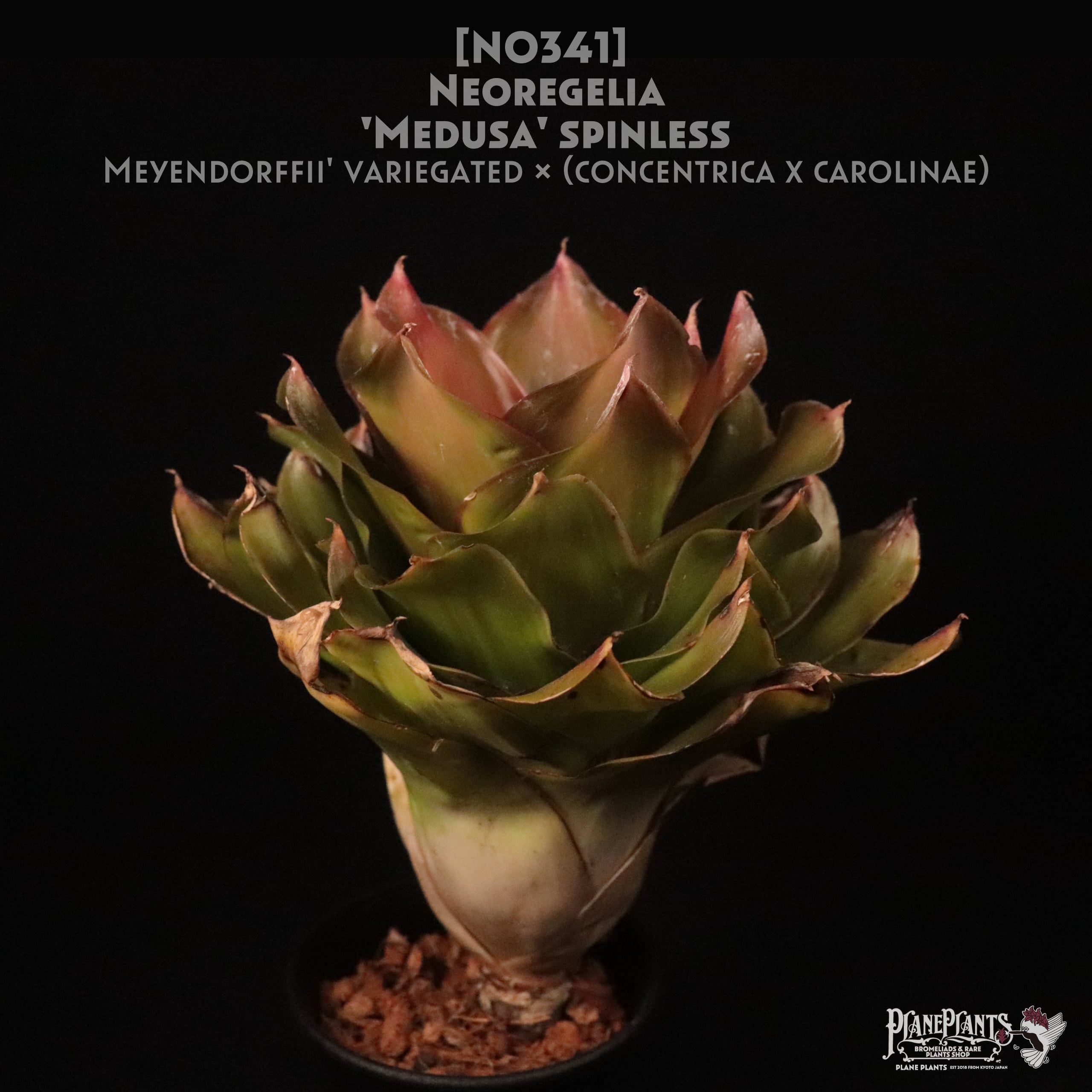ブロメリア・エアープランツ Neoregelia Medusa Spineless(Lotus) 送料無料】Neoregelia 'Medusa' Spineless〔ネオレゲリア〕現品発送