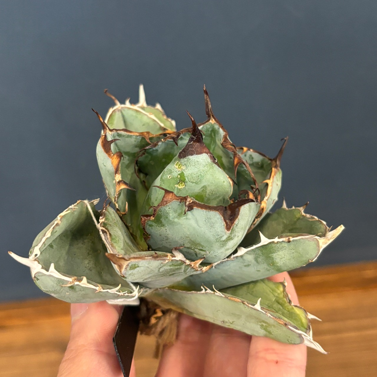 アガベ　チタノタ　ブラック＆ブルー(ブラックアンドブルー)【909】