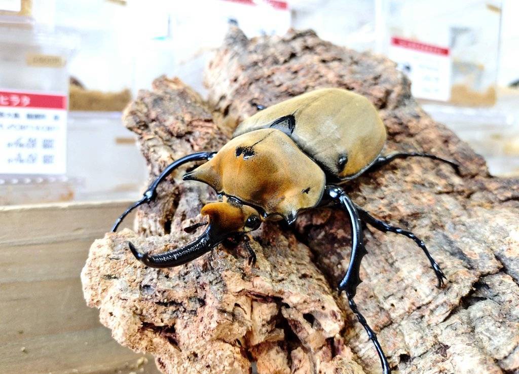 エレファスゾウカブト 3令ペア幼虫 | クワガタムシ・カブトムシ専門