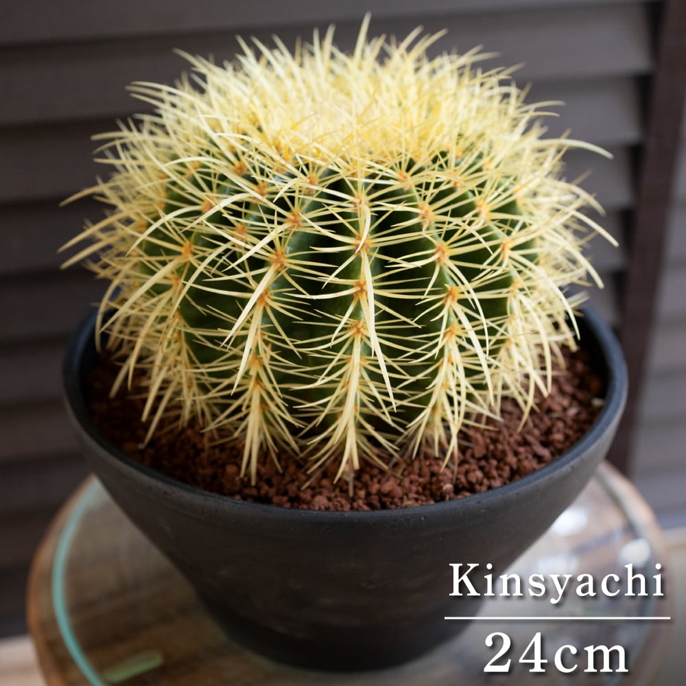斑入り】金鯱 サボテン 金鯱錦 多肉植物 斑入りサボテン キンシャチ 金