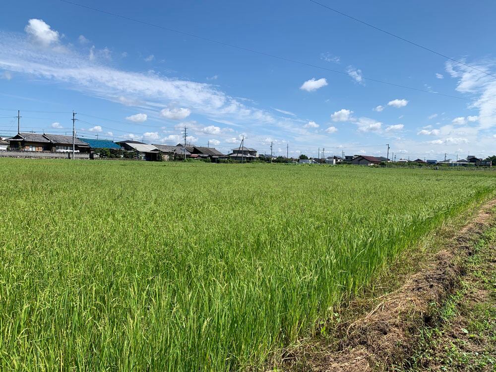 人気銘柄5kg 幻の米!岐阜県産ハツシモ【精米済】慣行栽培【令和7年産】