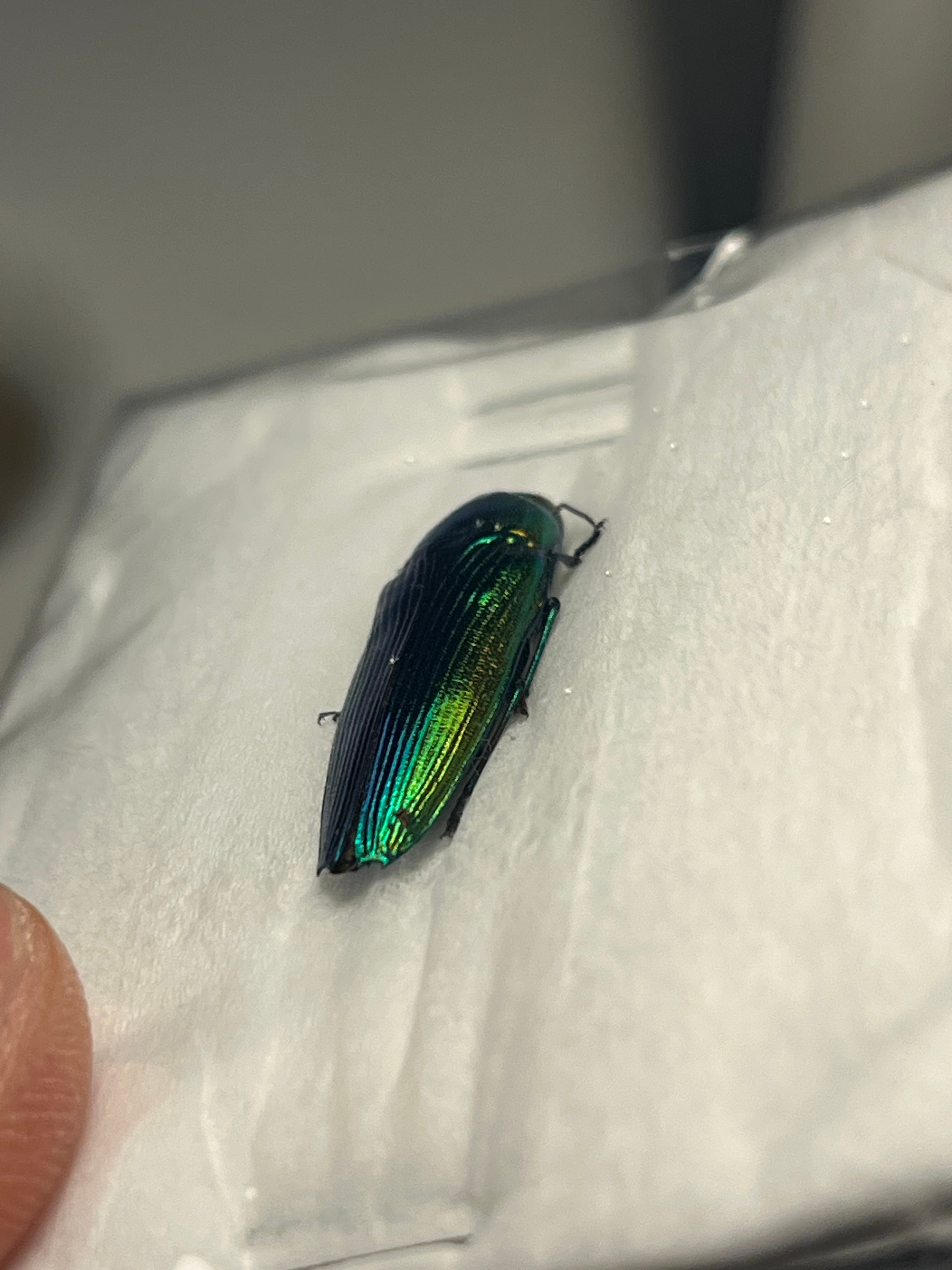 国産青玉虫最高峰】アオタマムシ 昆虫標本 コブハムシ ハムシ