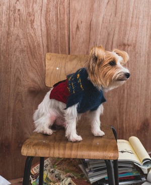 DAWN pet knitwear
