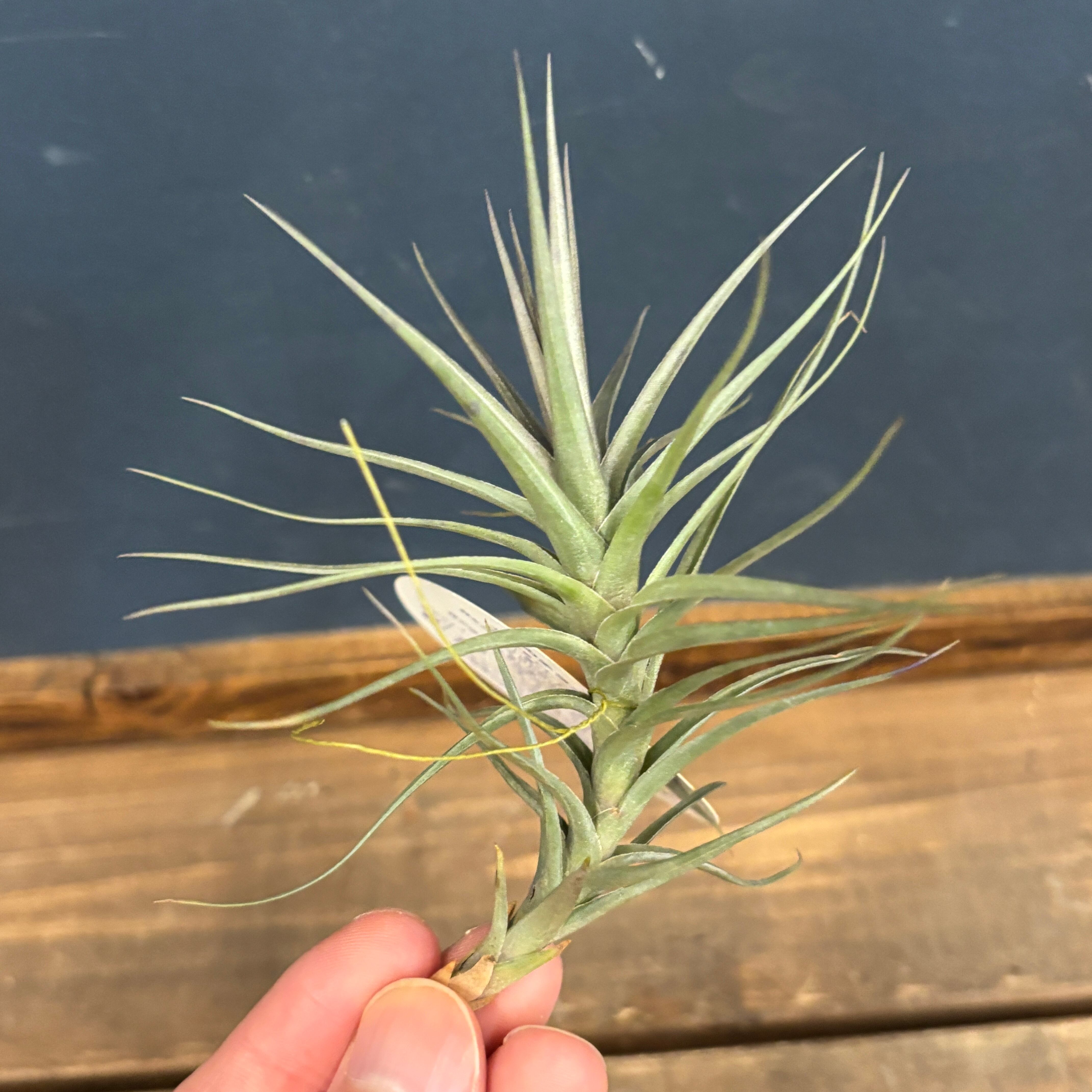 チランジア アラウジェイ パープルスター【1094】