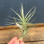 チランジア アラウジェイ パープルスター【1094】