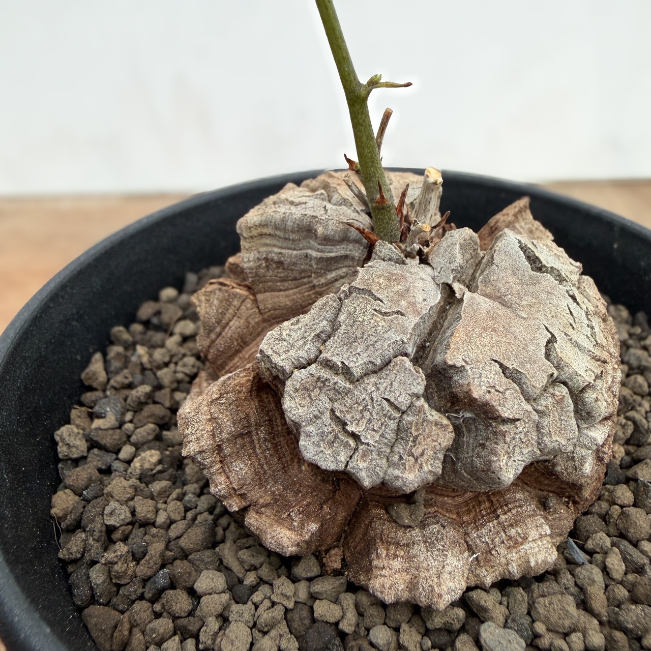 Dioscorea elephantipes【亀甲竜】