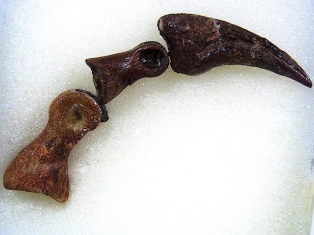 【 化石 】恐竜化石 ラプトル Raptor 指骨 ハンドクロ― 爪 