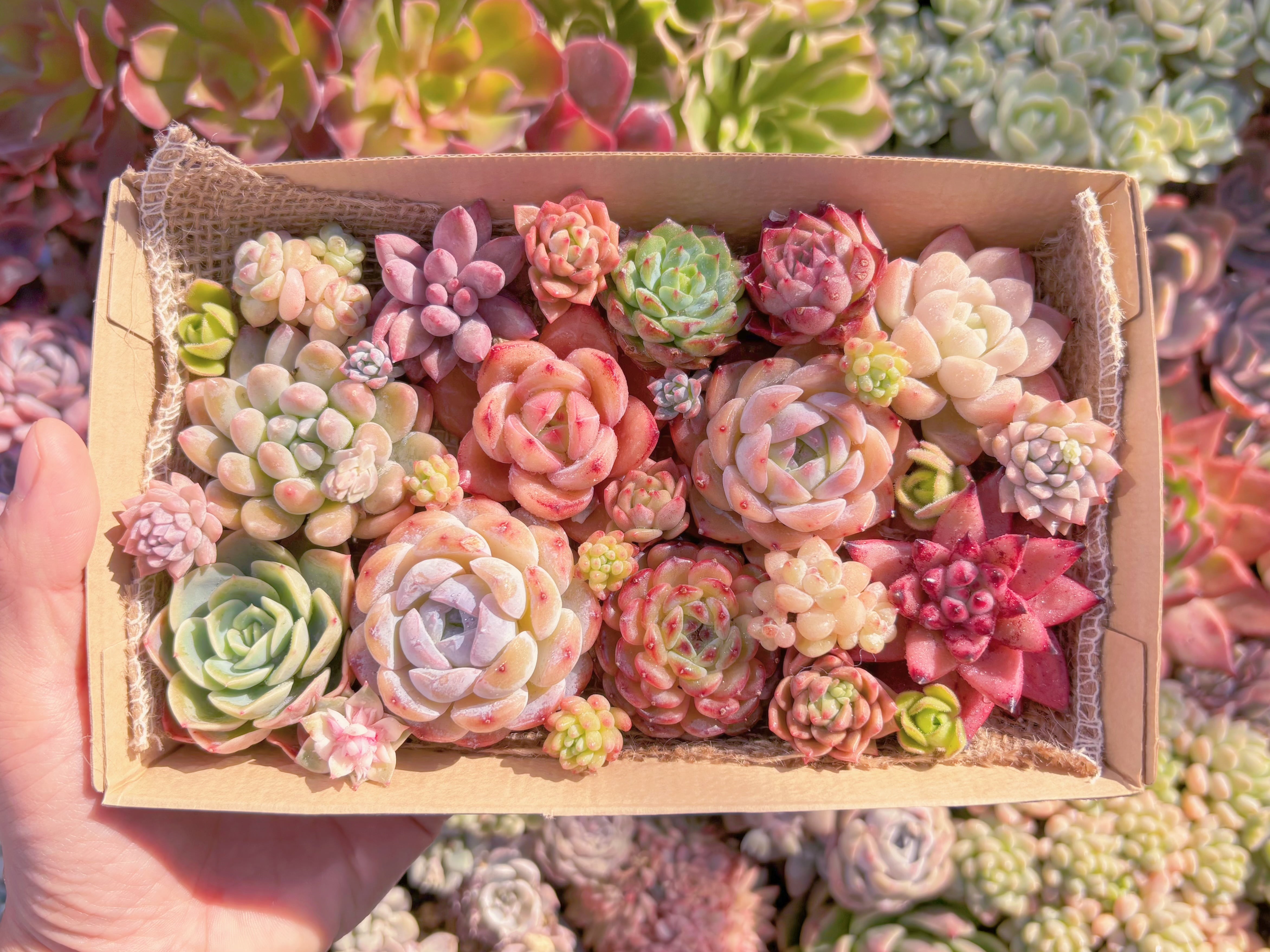 現品　寄せ植えセット#847　12cmx20cm　るる農園