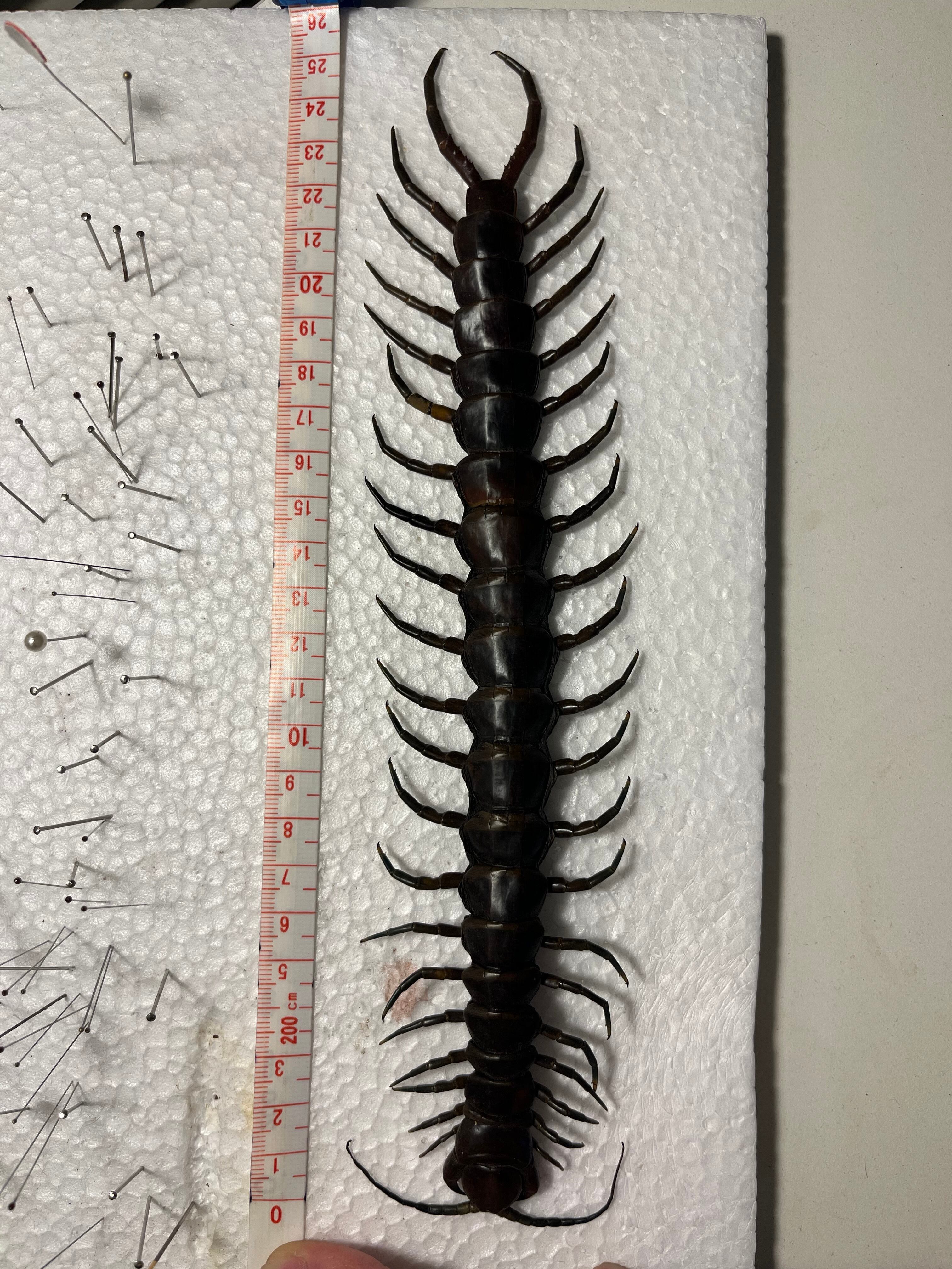 蜈蚣最高峰】ベネズエラブラックジャイアントセンチピード 全長25cm程